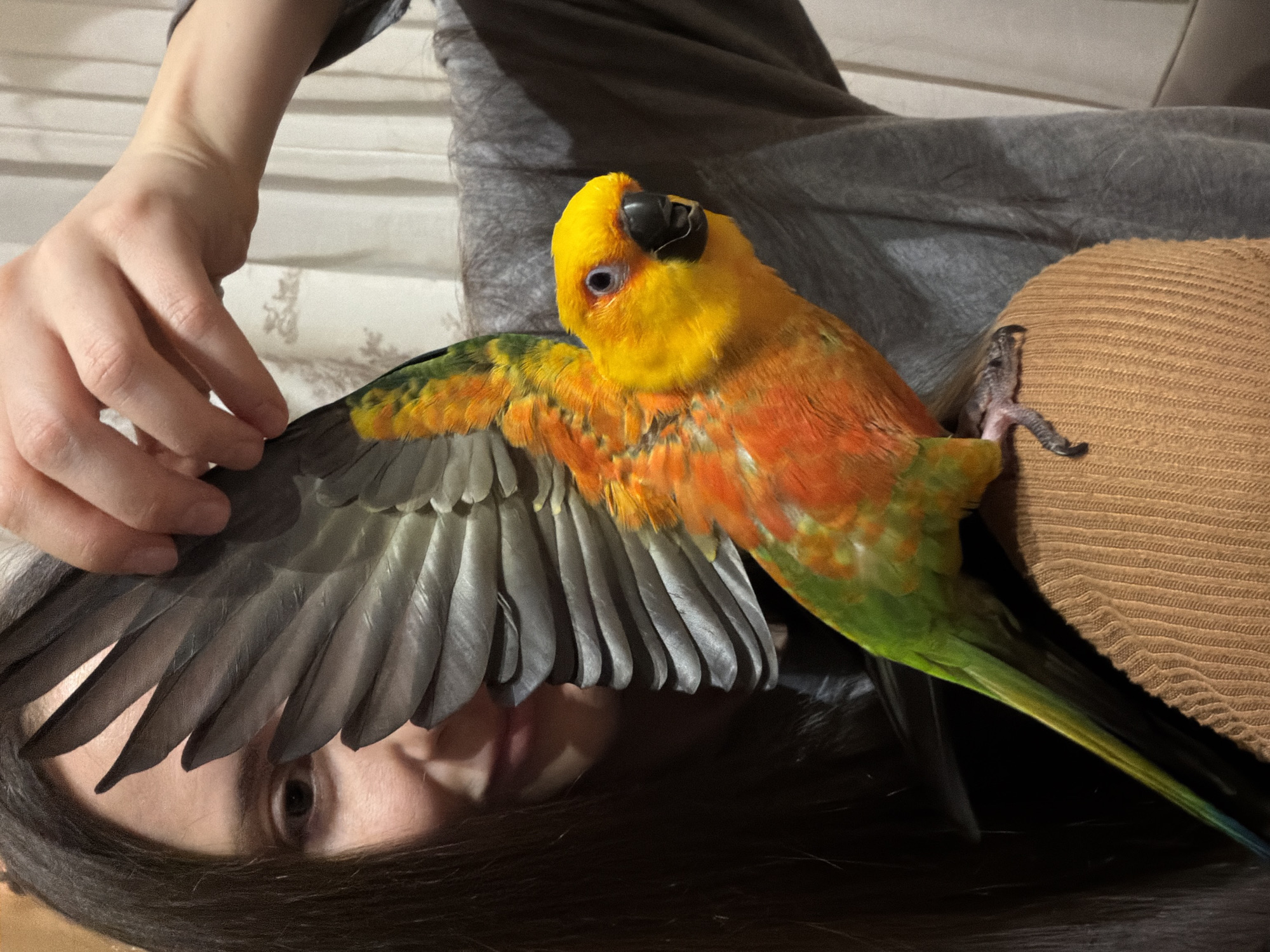 A person is lying down, seemingly on a bed, with a Sun Conure parrot perched on them. The parrot has its wing spread and the person's hand is near the wing. The parrot has yellow, orange, and green feathers and is looking directly towards the camera. The person's face is partially visible beneath the wing, and they have dark hair. The background consists of bedding and clothing. There is no evidence to suggest this photo was taken in the city of Khimki, Russia.