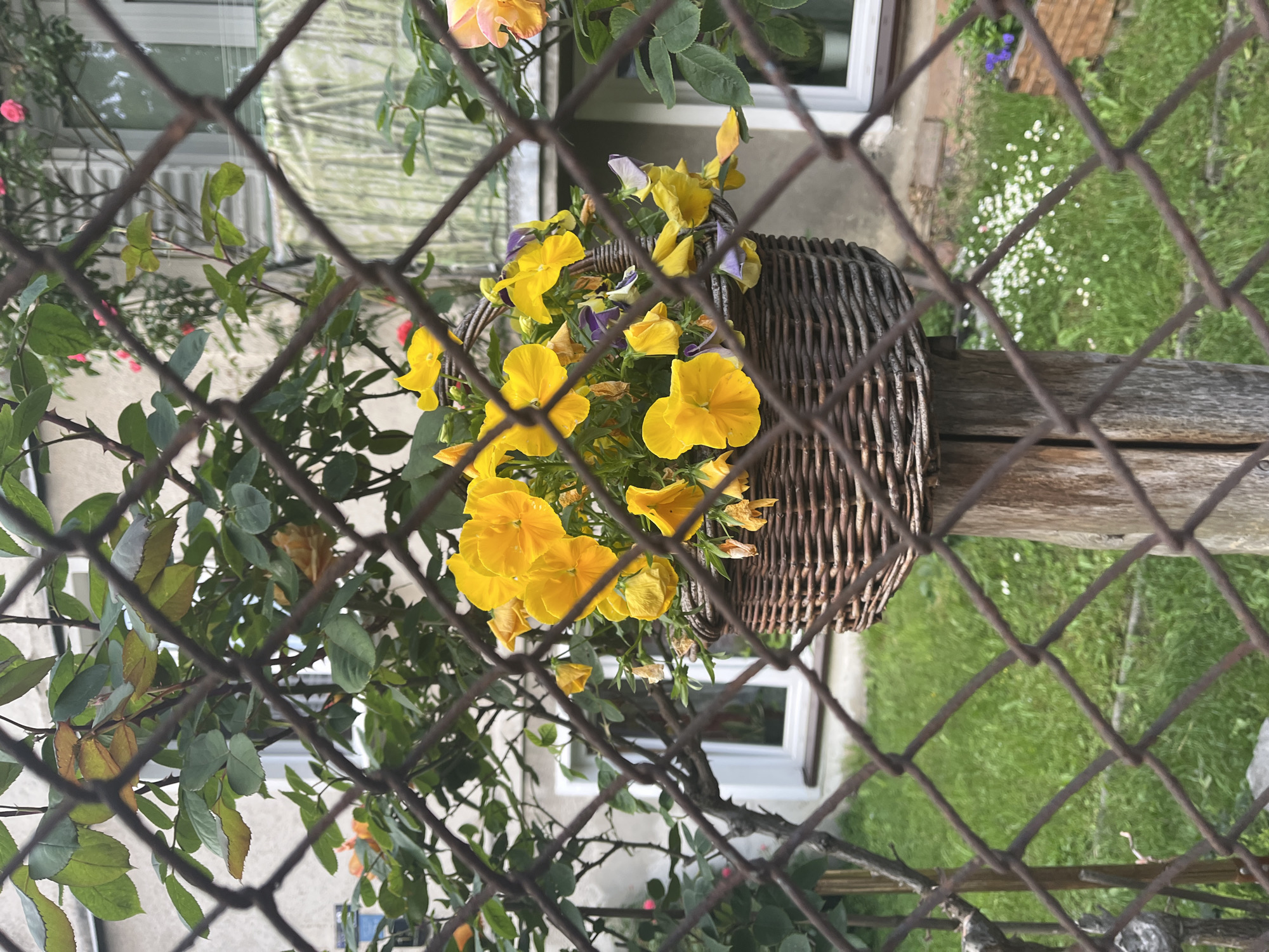 The image presents a garden scene viewed through a rusty, dark brown wire mesh fence that occupies the foreground, creating a grid pattern across the entire frame. The scene is bright, suggesting daytime.
In the midground, slightly to the right of the center, a dark brown, intricately woven wicker basket is a prominent feature. It is filled with vibrant yellow pansies, some displaying subtle purple centers. The pansies are in various stages of bloom, with fresh, bright flowers alongside a few that appear slightly past their prime.
Surrounding the basket and extending across the left and lower portions of the frame is an abundance of green foliage, primarily from what appears to be rose bushes. Thorny branches are clearly visible among the leaves. A few small rose blossoms in shades of pale pink and light orange can be discerned among the green.
The background, partially obscured by the fence and the dense plant life, reveals elements of a domestic setting. To the right of the basket, a patch of green lawn is visible, dotted with numerous small white flowers, resembling daisies. Below the basket and to the left, parts of a light-colored building with white-framed windows are seen, suggesting a house or garden structure.
No activity is taking place; the image captures a static outdoor view. There is no visible text.
