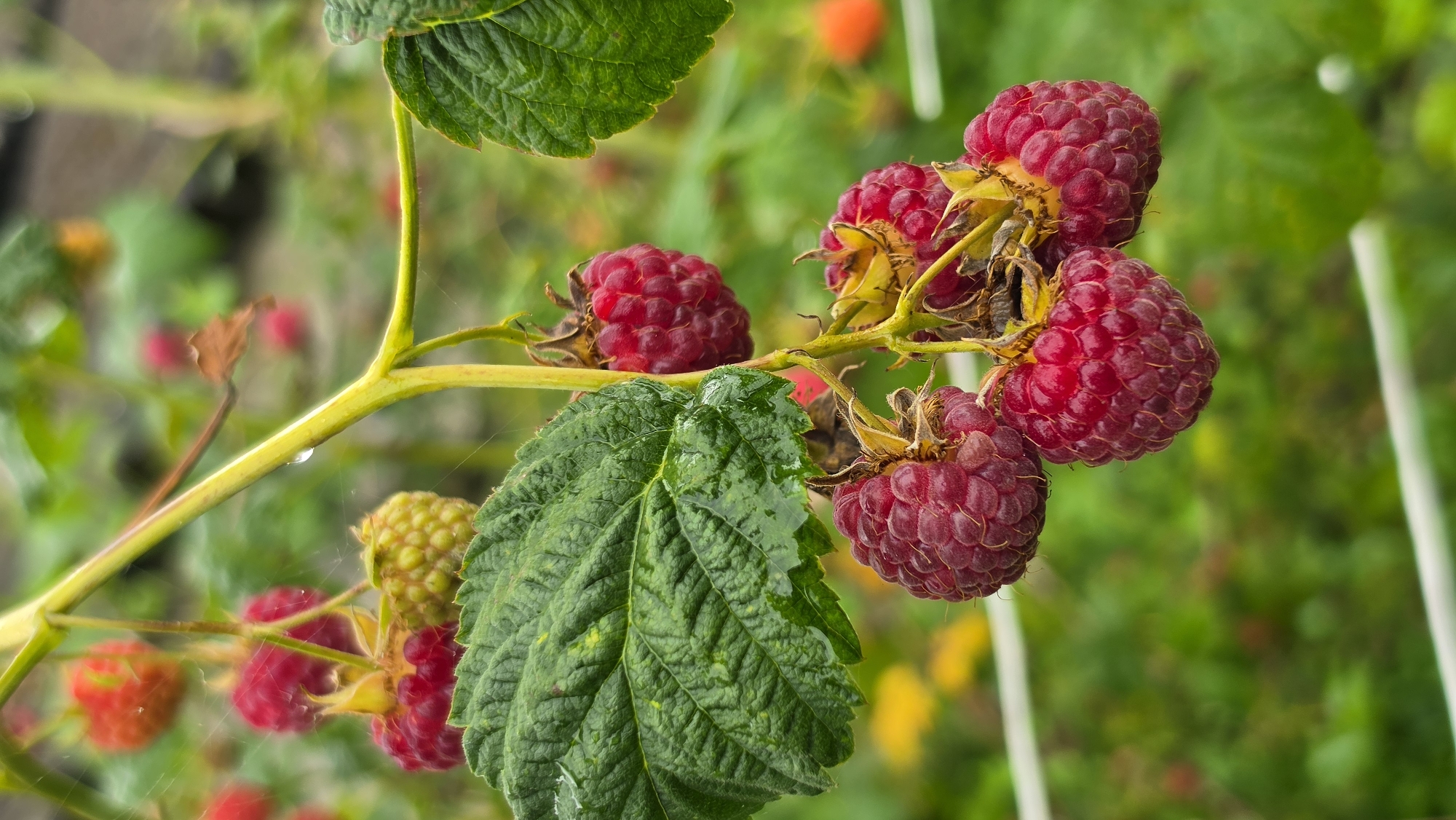 A close-up vertical shot captures a cluster of ripe raspberries on a green branch in what appears to be a garden or farm in Пацейкаўскі сельскі Савет, Belarus. The raspberries are a deep red color and have a textured surface. Some of the berries are still attached to their stems, while others are partially obscured by large, green leaves. The background is a blur of green foliage and hints of yellow and orange, suggesting other plants or flowers. A thin strand of spiderweb is visible on the branch.