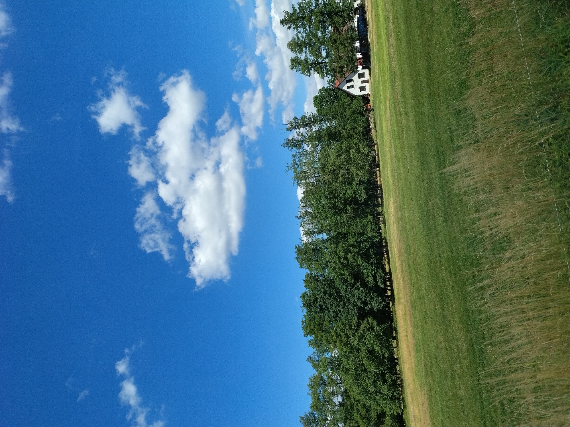 The image depicts a pastoral landscape under a vibrant blue sky dotted with white, puffy clouds. In the foreground, a lush green meadow is partially obscured by tall, golden grasses. Beyond the meadow, a dense line of lush green trees forms a natural barrier. Nestled within this tree line, a white house with a red roof stands out. The house appears to be a single-family dwelling, with visible windows and a chimney. The overall scene conveys a sense of rural tranquility and natural beauty, characteristic of the Czech countryside, and could be located in or near the village of Přechovice, Czechia.