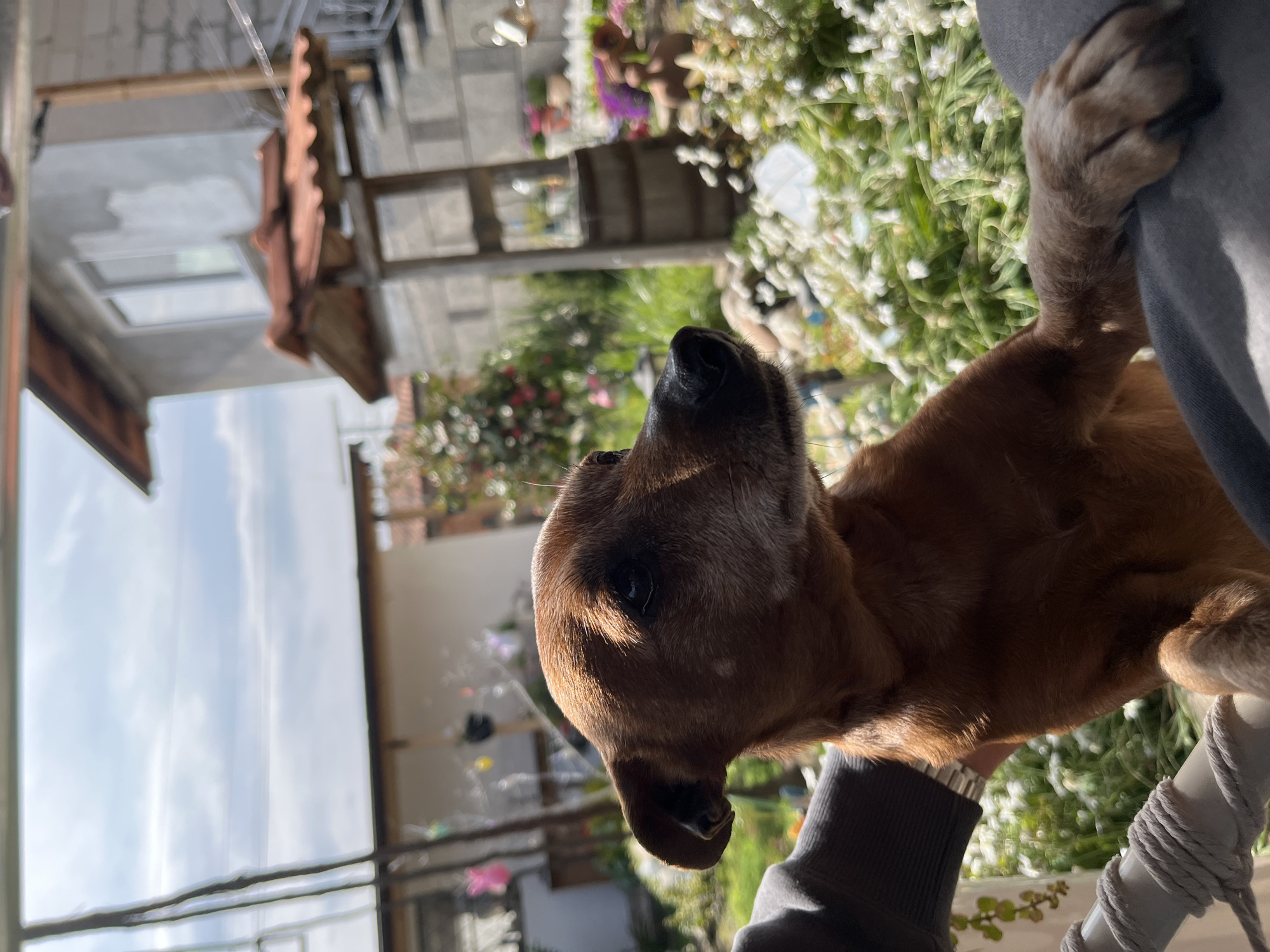 A brown dog is held in someone's arms outdoors in Karavelovo, Bulgaria. The dog's head is angled upwards. Behind the dog are plants and buildings, including a structure with a red-tiled roof and a white building under construction. The sky is visible in the background. The person holding the dog is wearing a gray shirt. A white chair with a gray rope wrapping around it is also visible.