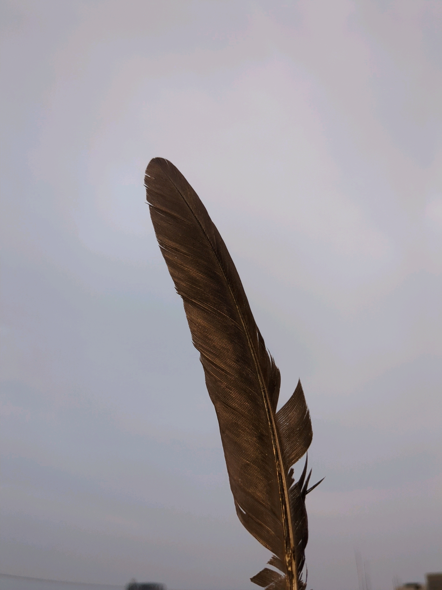 A close-up, vertical, eye-level shot captures a single, dark brown feather angled upwards against a pale, overcast sky. The feather is textured with fine, parallel barbs and a prominent central quill, appearing slightly worn or damaged at the bottom and near the tip. The background is a uniform, muted sky, suggesting an outdoor setting. The lower edge of the frame shows a blurred, dark horizontal line, possibly representing the distant silhouette of buildings or a rooftop, consistent with an urban environment. No people or specific landmarks are visible, and the lighting indicates diffused daylight, typical of a cloudy day. The image does not contain any specific indicators of the city of Karachi Division, Pakistan.