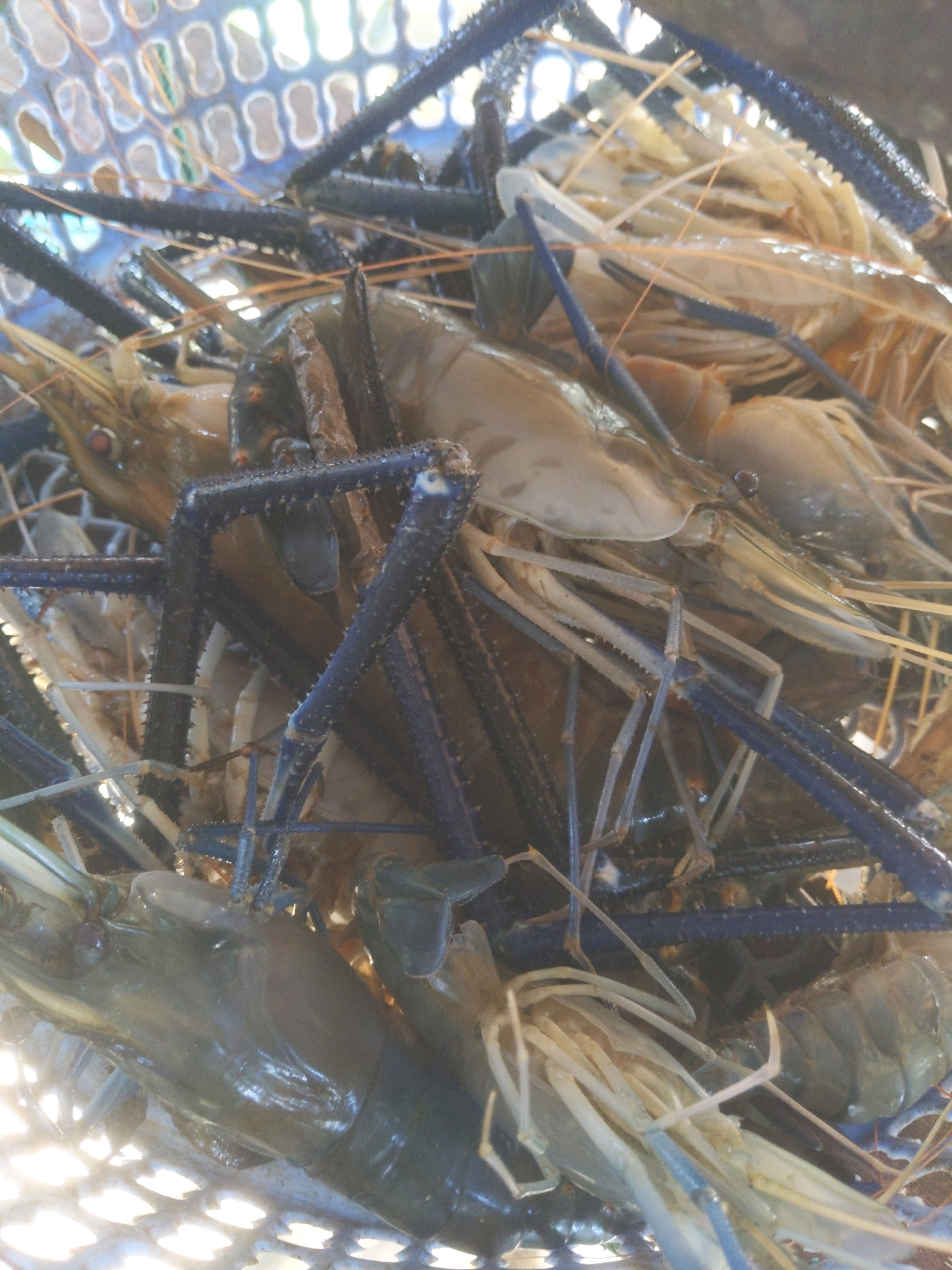 A close-up, overhead shot shows a basket filled with live freshwater prawns. The prawns are a mixture of colors, ranging from light brown to dark blue. Some of the prawns are partially submerged in water, while others are dry. The basket is made of blue plastic and has a mesh pattern. The background is out of focus, but it appears to be a market or outdoor setting. The lighting is bright and diffused, suggesting it might be daytime. The image does not contain any information about the city of Cibrek, Indonesia.