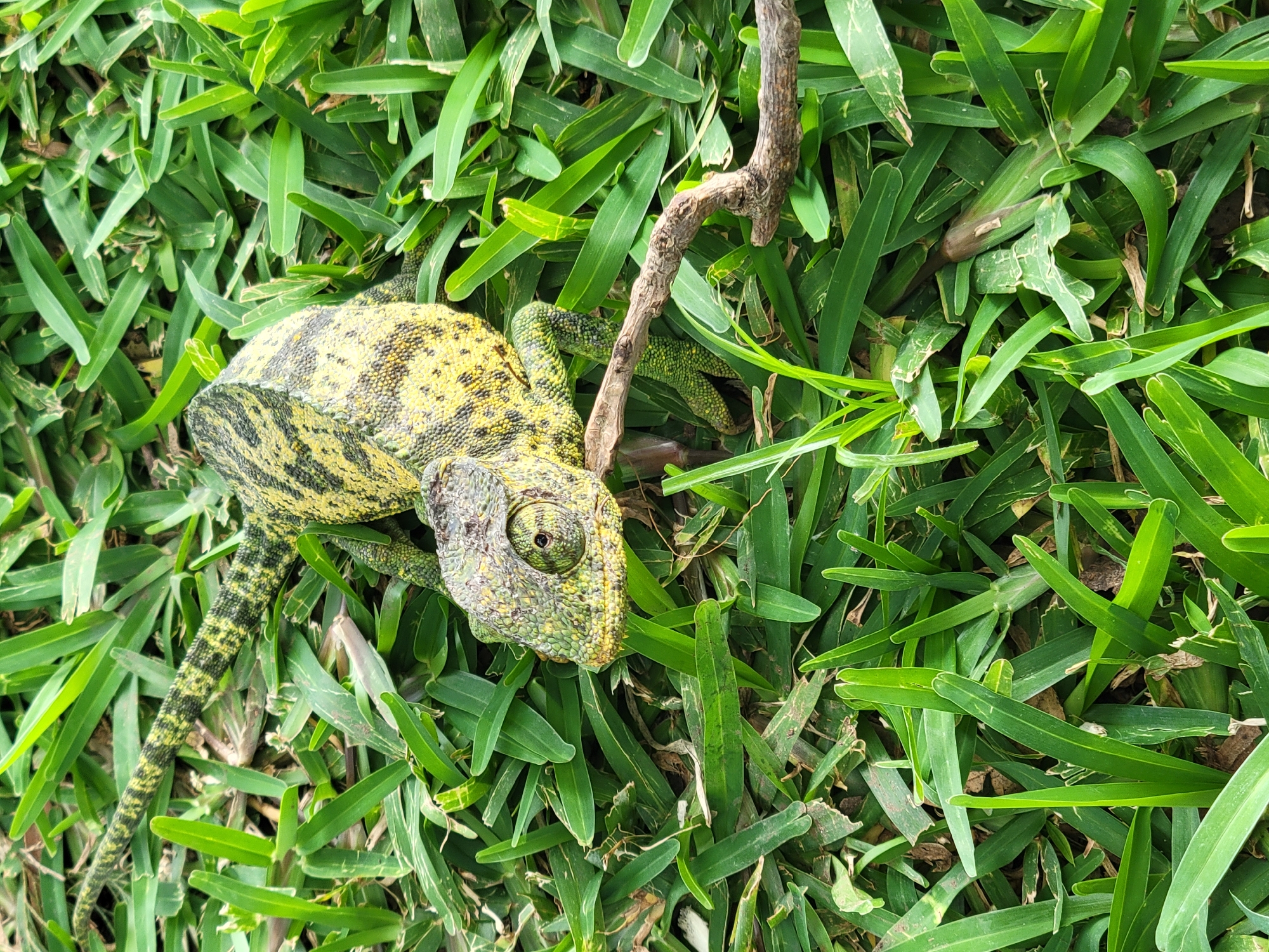 A chameleon with yellow and green patterns is lying on green grass. A small branch lies horizontally across its body. The chameleon's head is turned to the left, and its eye is visible. The background consists of dense green grass. This image was taken outdoors.