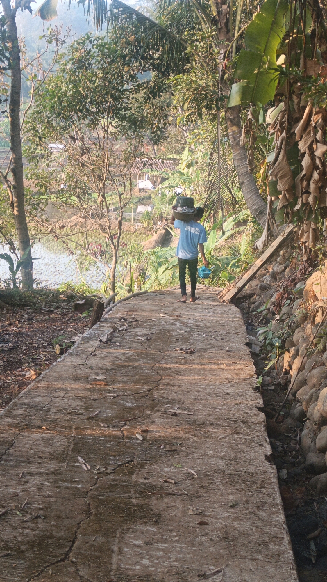 The image depicts a person walking away from the camera on a concrete path. The person is carrying a large container of what appears to be laundry or harvest on their head, and a blue basket in their right hand. They are wearing a light blue t-shirt and dark pants, with bare feet. The path is cracked and appears worn, with dry leaves scattered on its surface. To the left of the path, there is a lush green landscape with trees, some of which have tall, thin trunks, and a view of what looks like rice paddies and some buildings in the distance. To the right of the path, there is a stone wall and dense vegetation, including large-leafed plants. The lighting suggests it is either early morning or late afternoon, with warm sunlight casting shadows. The environment appears to be rural. This scene is consistent with the landscape found in the hilly and agricultural areas surrounding Sumedang, West Java, Indonesia, where similar pathways and lush greenery are common.