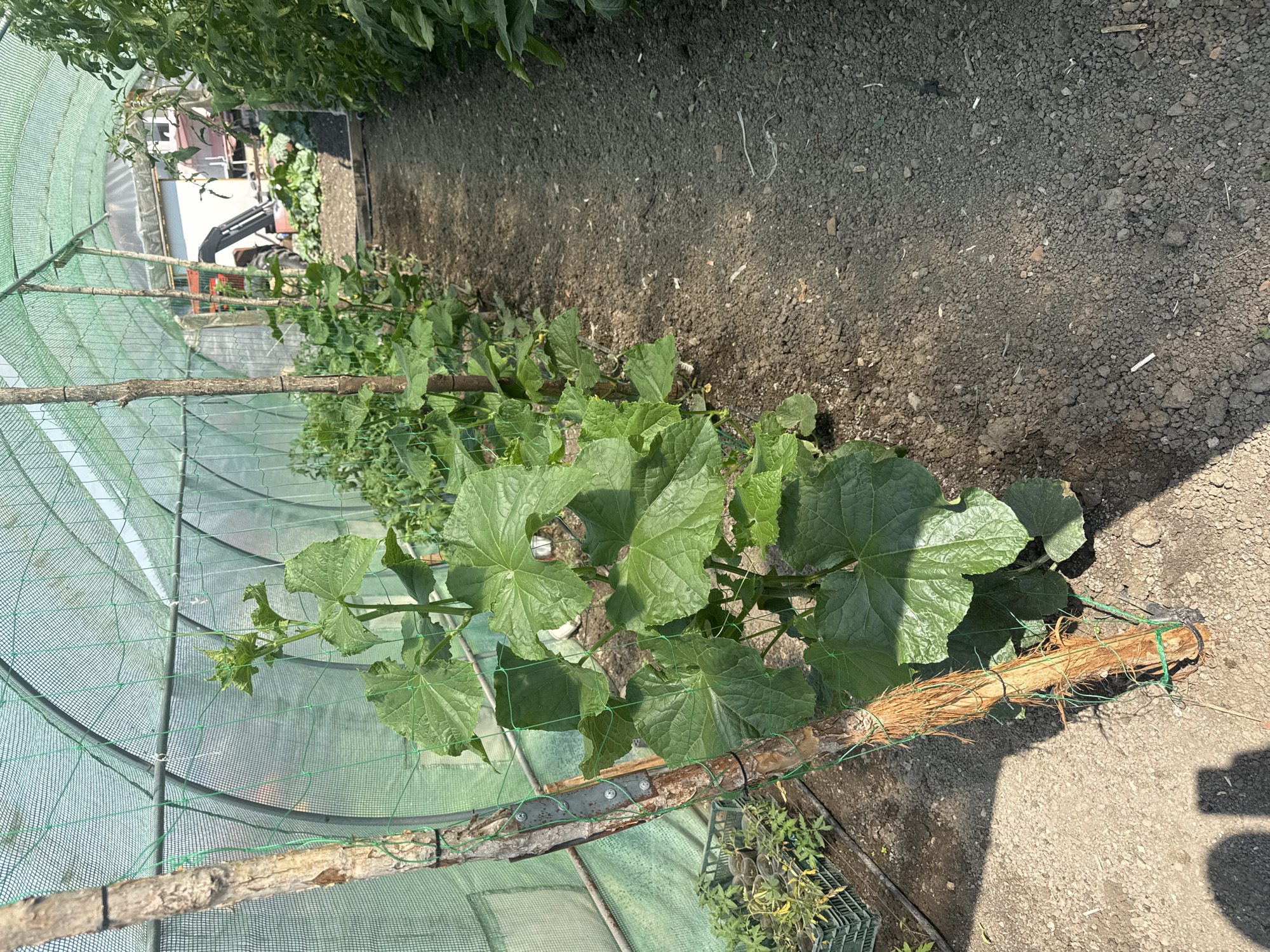 The image presents the interior of a horticultural greenhouse or polytunnel located in Sarnevo, Bulgaria. A row of large-leafed, green vining plants, possibly cucumbers, is cultivated along the left side of the frame, growing vertically supported by a green mesh trellis system. This system is anchored to rough wooden poles; the nearest pole on the left is a substantial tree branch secured with green cordage and features a metal plate fastened with screws. At the base of this pole, additional green cord wraps around a fibrous, reddish-brown material. To the immediate left, several small plant seedlings are visible in black plastic pots within a green crate on the bare earth.
A clear, unpaved pathway of dry, light brown, granular soil runs down the center of the image, leading towards the background. Along the right side of this pathway, a dense row of taller green plants, consistent with tomato plants, is visible. The arched overhead structure of the greenhouse is covered with a green mesh netting, which filters bright natural light, casting distinct shadows on the ground, including a partial human shadow at the lower left. In the distant background, beyond the cultivated plants and visible through the translucent rear of the greenhouse structure, a white building with a dark roof and a window is partially obscured by foliage. An orange-and-black piece of machinery, possibly a compact excavator, is partially visible near the building. No individuals are present within the cultivated area of the greenhouse.
