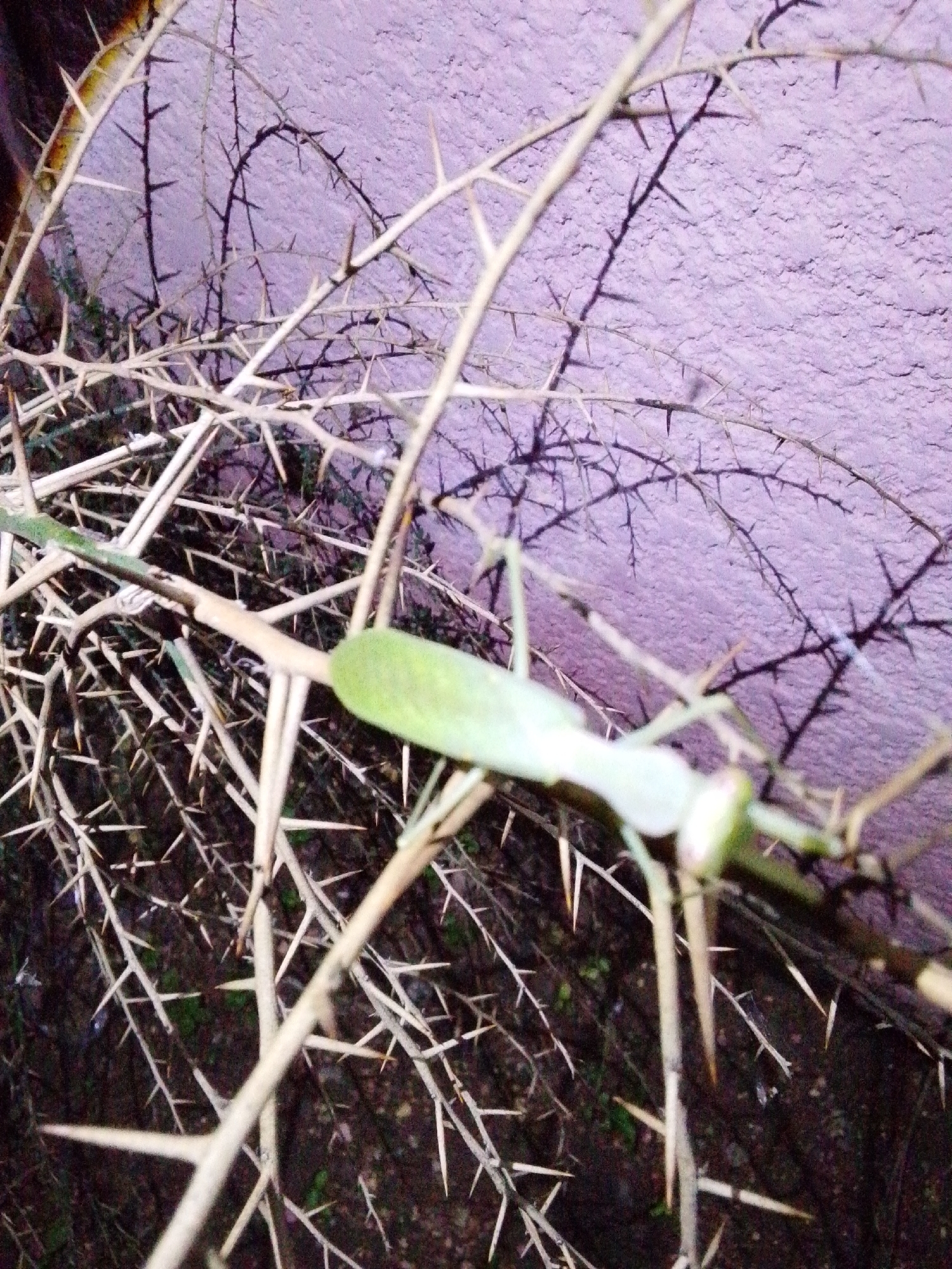 A praying mantis is camouflaged against a thorny branch of a plant, possibly a acacia tree, in the city of Serti, Nigeria. The plant's sharp thorns are prominent throughout the image. The background consists of a textured, light purple wall. The lighting suggests it is either dawn or dusk. The mantis is a pale green color and is positioned on a branch in the center of the frame, with its body extended along the branch.