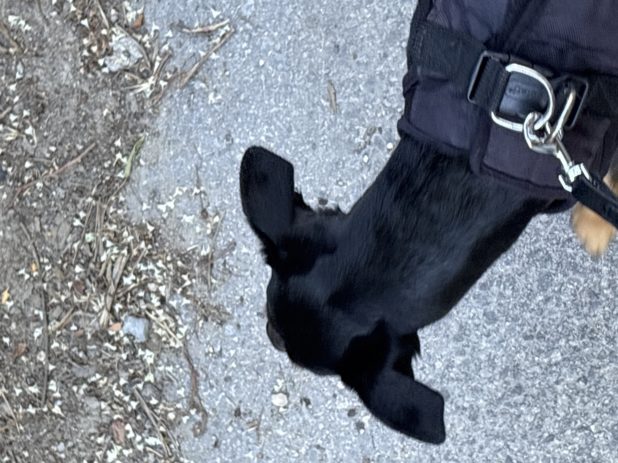A black dog wearing a dark harness is being walked on a paved surface. The ground is a mix of asphalt and debris, with scattered small white petals and twigs. The dog's head and the back of its neck are visible, facing away from the camera. A silver leash clip is attached to the harness. The scene appears to be outdoors in Varna, Bulgaria, likely a park or a sidewalk with nearby greenery.