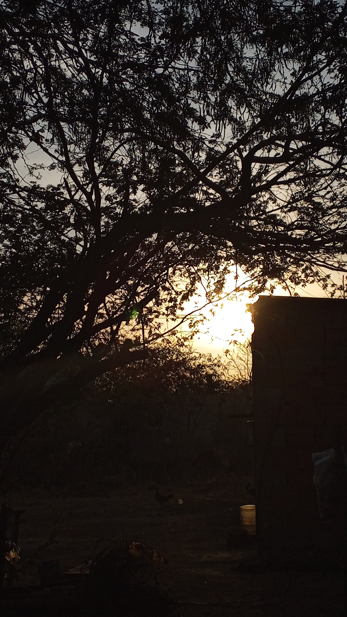 The image captures an outdoor scene at either sunrise or sunset, characterized by strong backlighting that creates dramatic silhouettes. A large, gnarled tree dominates the upper and left portions of the frame, its dense canopy and branches silhouetted darkly against the sky. Several long, dark seed pods or fruits hang from its branches.
The sun, an intense source of bright yellow-orange light, is visible through and behind the tree on the right side, creating a brilliant halo and lens flare. To the immediate right of the sun, a dark, rectangular structure, possibly a wall or part of a building, is also visible in silhouette.
The sky transitions from a bright, warm yellow-orange near the horizon to a lighter, soft blue-grey higher up, typical of dusk or dawn. The foreground and lower parts of the image are very dark, almost black, and appear to be ground cover, possibly dirt or sparse vegetation, in deep shadow.
In the darker foreground, particularly towards the right, a light-colored bucket stands out faintly. Using the cropped hints, one can discern a dark, bird-like creature (possibly a chicken or fowl) in the mid-ground towards the left, near a small, light-colored round object on the ground. Another indistinct, lighter object appears in the lower left corner.
The overall impression is one of peaceful natural beauty, with the dramatic lighting emphasizing the shapes and forms of the tree and surrounding elements. No human activity is evident, and there is no visible text. The location appears to be a rural or semi-rural outdoor setting.