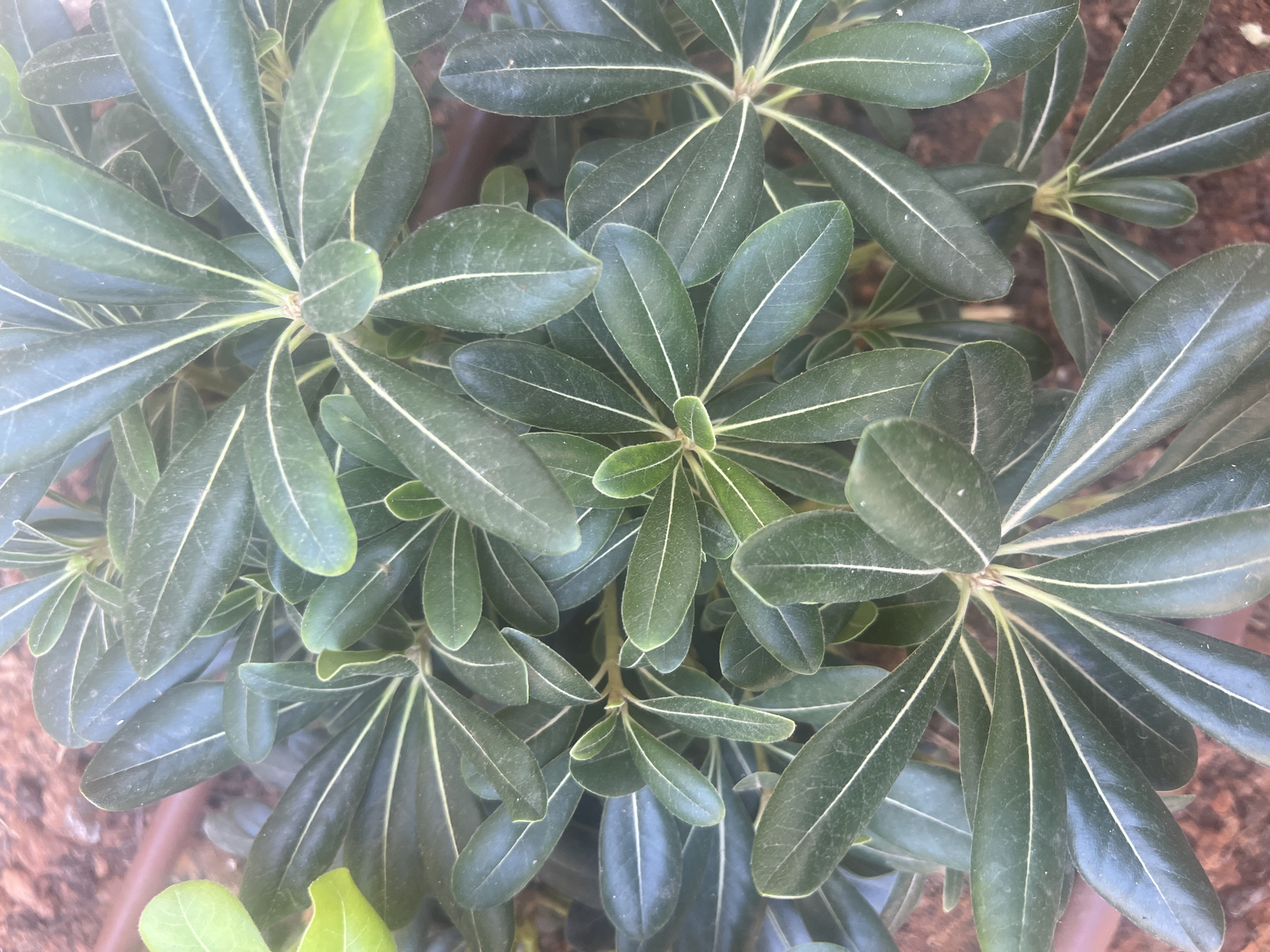A close-up, top-down view captures a cluster of dark green, glossy leaves, likely from a shrub or small tree. The leaves are elongated with pointed tips and are arranged in whorls around the stems. Prominent, pale green veins run longitudinally along each leaf, creating a striped appearance. Some leaves show a slight sheen, indicating they are healthy and well-hydrated. In the background, the out-of-focus ground appears to be composed of reddish-brown soil and possibly some brown mulch or mulch-like material. The lighting suggests it is daytime, with natural light illuminating the foliage from above. There are no people, animals, or structures visible in the frame. The image is likely taken outdoors in a garden or natural setting, given the visible soil and dense plant life. The location context suggests this is in Hof HaCarmel Regional Council, Israel.