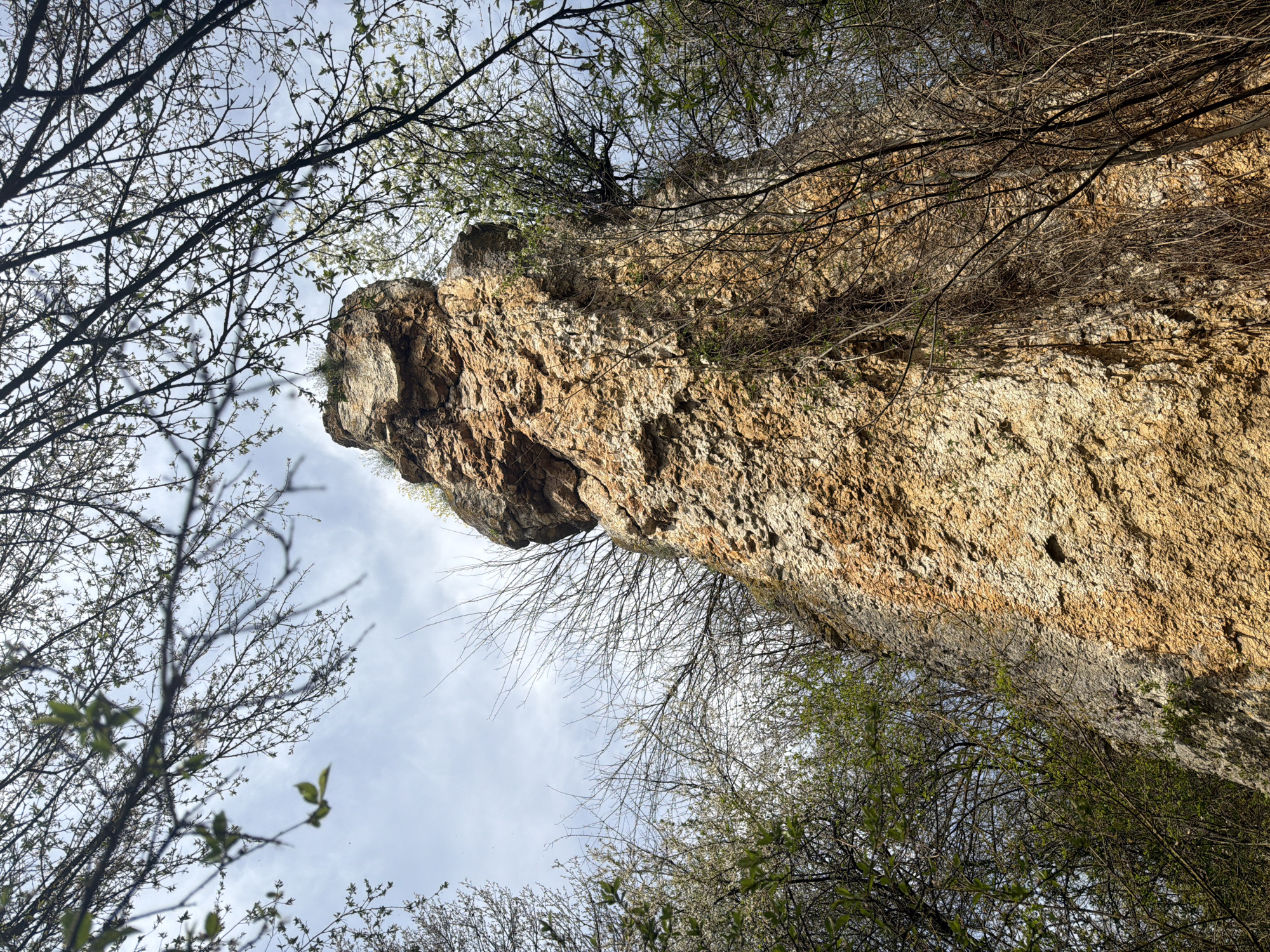 The image depicts a low-angle view of a natural rock formation in Lukovit, Bulgaria, with trees and sky visible in the frame. The rock is predominantly tan and brown in color, exhibiting a rough, textured surface. Bare tree branches and trees with budding leaves frame the rock against a backdrop of overcast sky. No people or animals are visible in the image.