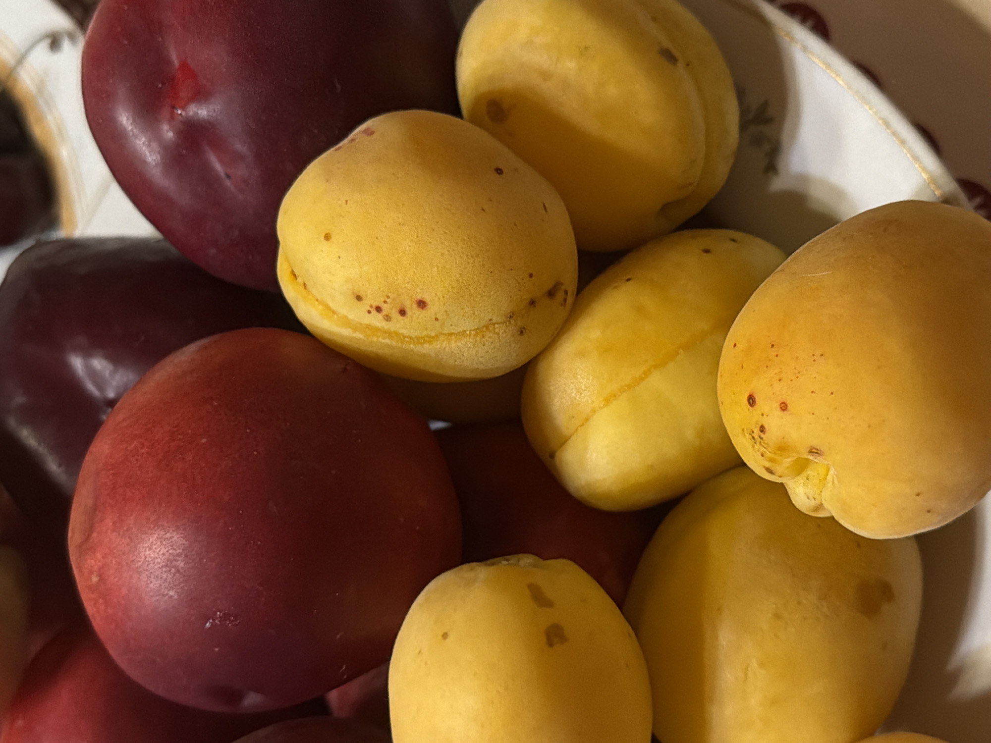 In an interior, close-up shot of a white, decorative plate, a pile of ripe apricots and plums is displayed. The apricots are a vibrant yellow-orange, some with small, red speckles. The plums are a deep, rich burgundy. The fruits are artfully arranged, creating a visually appealing still life. The background is blurred, but suggests a domestic setting. The scene is devoid of any human presence or activity, focusing solely on the natural beauty of the fruit. There is no indication of the specific location being Satino-Russkoe, Russia, as this information is not visually present in the image.