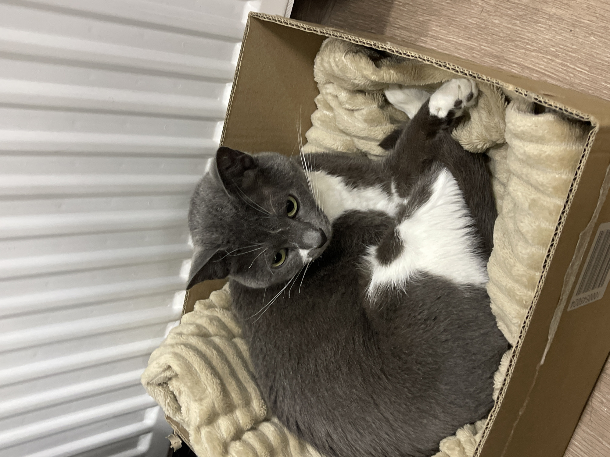 A gray and white cat lies curled up inside a cardboard box lined with a cream-colored, plush blanket. The cat is positioned with its head towards the left side of the frame, looking upwards. The box is placed on a light wooden floor and is adjacent to a white, corrugated wall. A bar code is visible on the right side of the box. No people are visible. This image provides no evidence of the city of Tbilisi, Georgia.