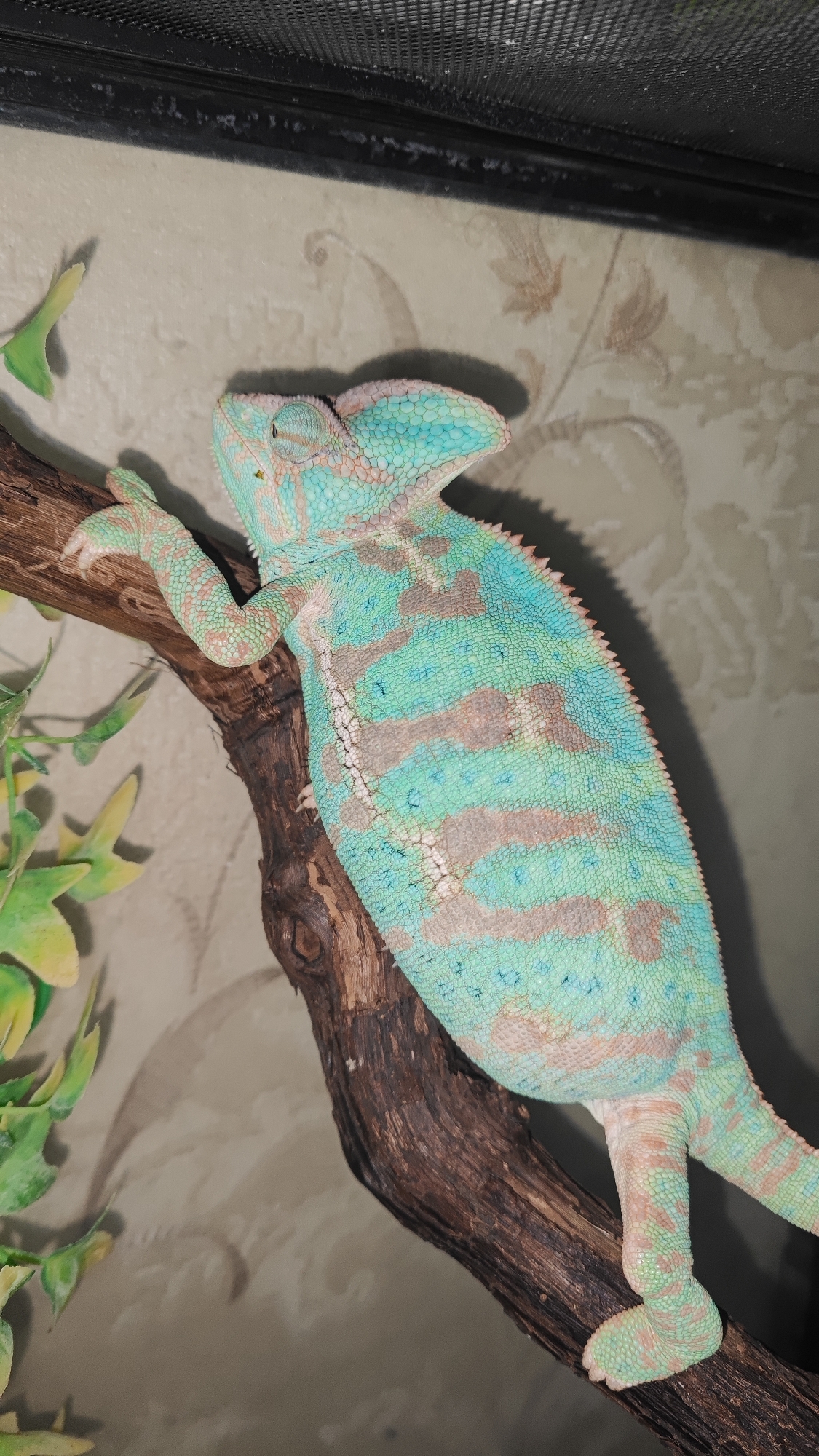 A veiled chameleon is perched on a dark, textured branch, its turquoise and tan patterned skin clearly visible. The chameleon's eye is directed upwards, and its front left leg is extended, gripping the branch. To the left of the chameleon, a plastic green plant with yellow accents is partially visible. The background consists of a light-colored wall with a subtle, repeating floral or scroll pattern. The top edge of the image shows the black mesh of an enclosure. The lighting suggests an indoor setting. This image was taken in Sochi, Russia.