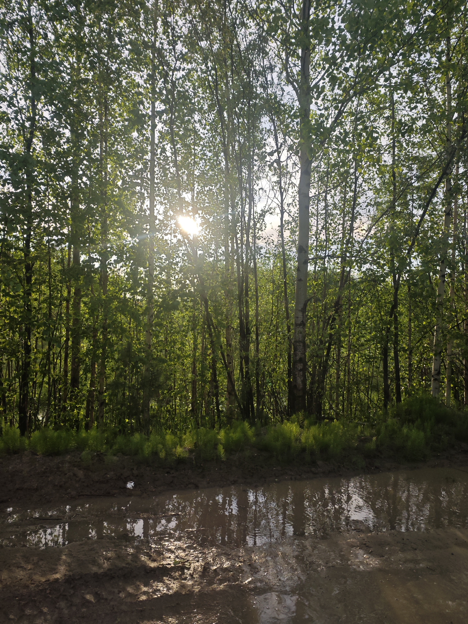 The image depicts a dense stand of deciduous trees with luminous green foliage, backlit by a bright sunburst originating from the upper right quadrant, filtering through the leaves and branches. Patches of light sky are visible through the canopy. Below the trees, a strip of vibrant green undergrowth lines the edge of a dirt track or unpaved road. The foreground consists of this road, which is heavily rutted and contains significant accumulations of standing water (puddles). These puddles reflect the bright sky and the illuminated trees and sun. The surface of the track is dark brown, indicative of wet mud, and shows uneven textures. A small piece of light-colored debris is visible in the mud near the center-left. No people, animals, or specific identifiable objects beyond natural elements are present in the scene. The location is Unknown, Unknown.