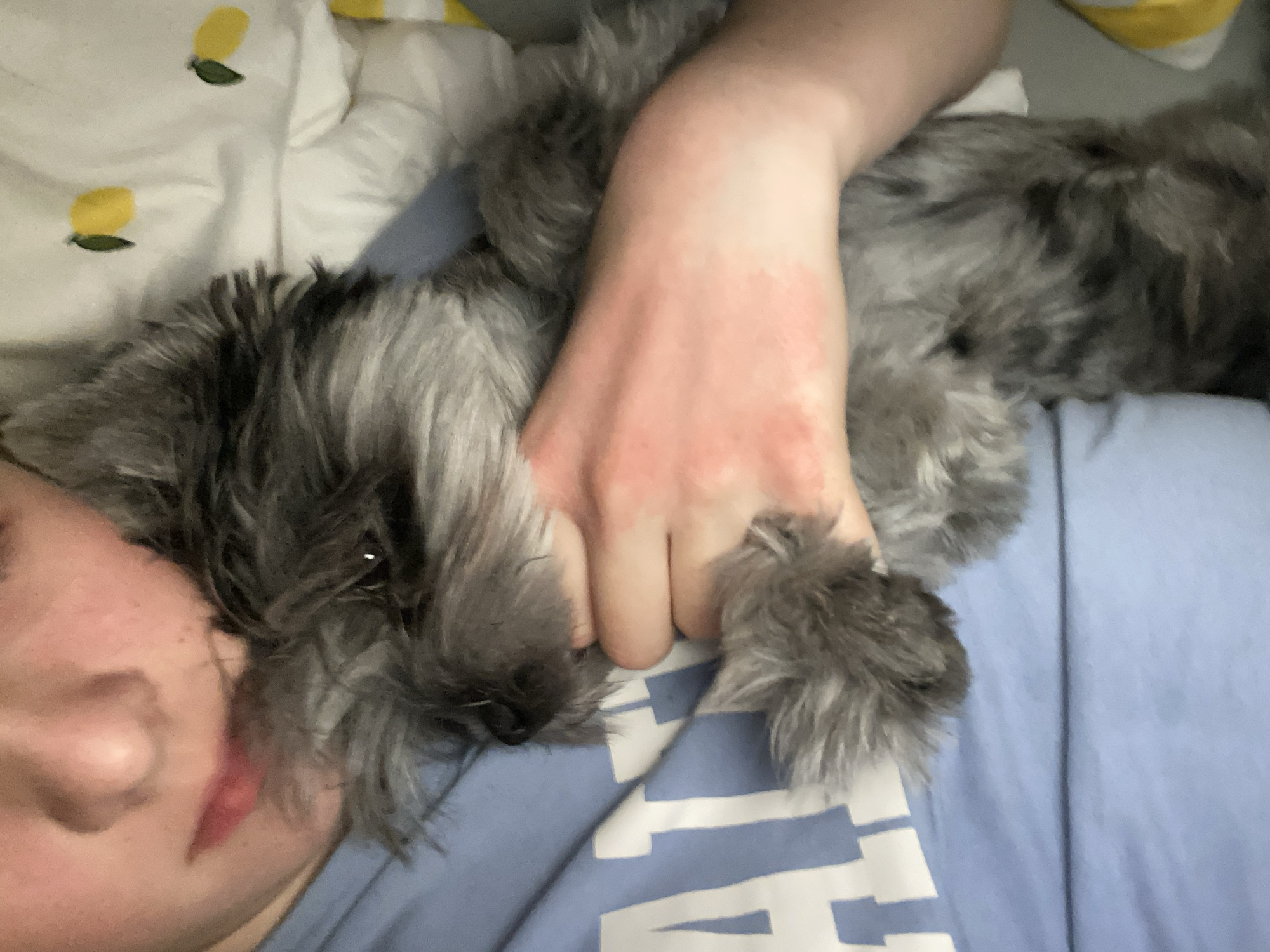 This close-up shot depicts a person cuddling with a small, grey, fluffy dog in an indoor setting, likely a bed or couch in Chaikovsky, Russia. The person's left side of the face, including the nose, mouth, and cheek, is visible on the left side of the frame, resting close to the dog's head. Their short, dark hair is also visible. A hand, appearing somewhat flushed or reddish, is gently placed on the dog's back.
The dog, which appears to be a small breed such as a Miniature Schnauzer due to its wiry grey fur and facial structure, is lying contentedly. Its head is near the person's face, and its body stretches across the person's chest or lap. The dog's paws are visible near the person's hand.
The setting includes white bedding with a pattern of yellow lemons and green leaves, partially visible in the top left and top right corners. The person is wearing a light blue t-shirt or clothing item with an indistinct white pattern, possibly stylized letters or geometric shapes, on the fabric. The overall scene conveys a sense of warmth, comfort, and affection between the person and their pet. No specific time of day or weather can be determined from the image. No discernible text is visible on the blue fabric.