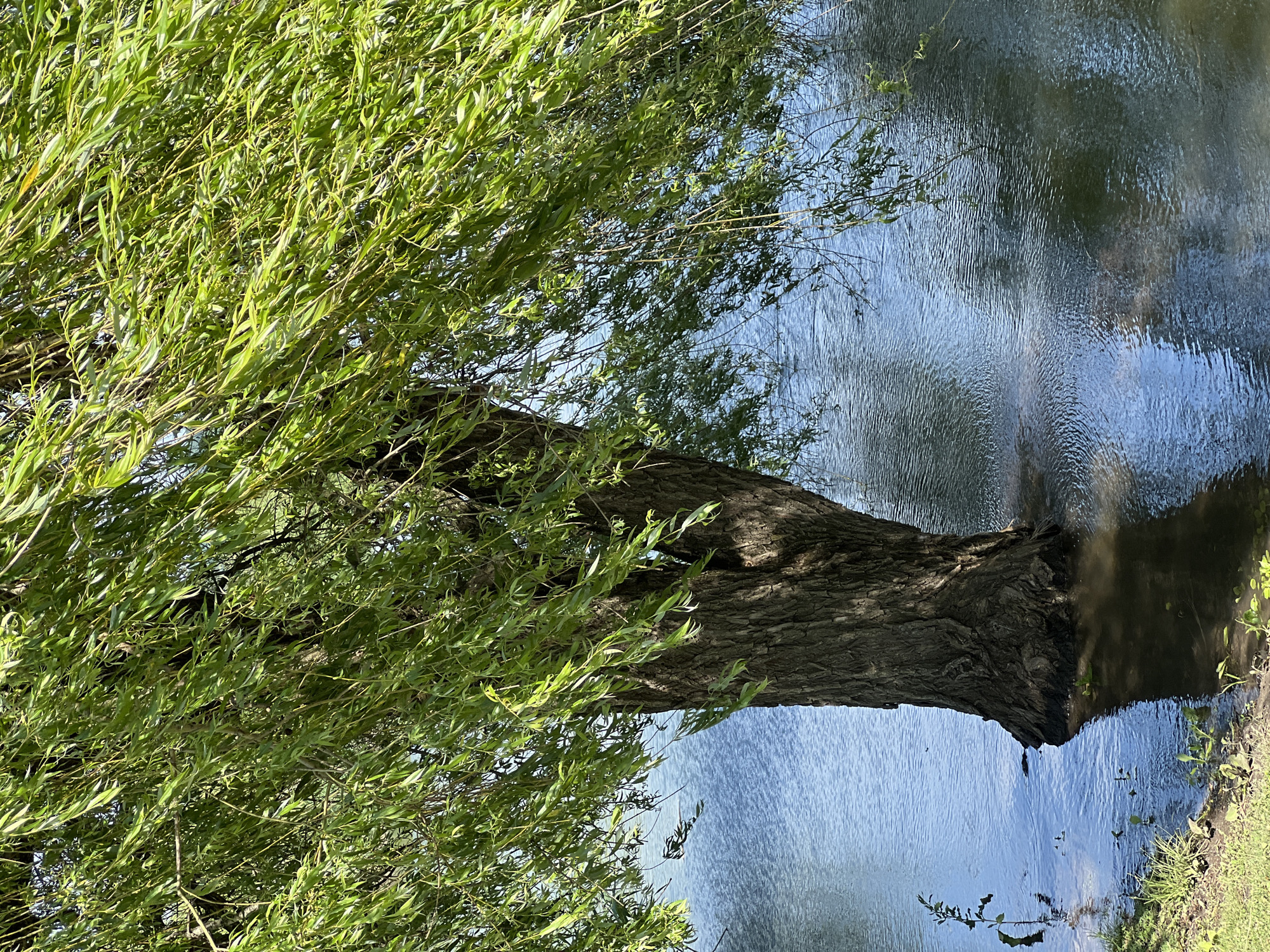 A large willow tree grows at the edge of a body of water, possibly a river, in Goryachiy Klyuch, Russia. The tree trunk is thick and gnarled, with rough bark. The branches are laden with long, slender leaves, characteristic of willows, with the leaves displaying various shades of green due to sunlight. The water surface is rippled and reflects the sky, creating patterns of light and dark. The water line touches the tree trunk. A grassy bank is visible on the right side of the image.