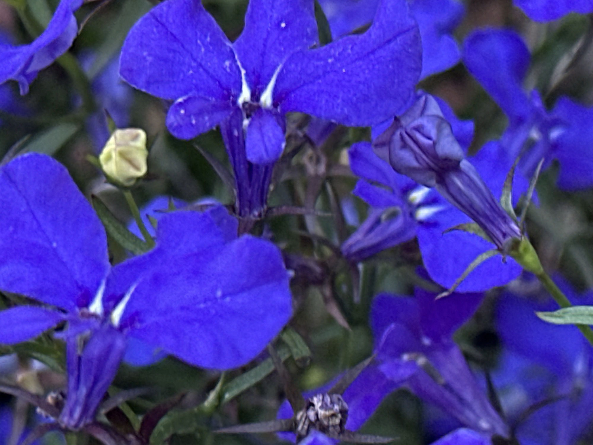 The image is a close-up, vertical shot of several vibrant blue lobelia flowers and a single pale yellow bud. The flowers are in various stages of bloom, with some petals appearing slightly wilted or showing minor imperfections. The background is a blur of green foliage and darker floral elements, suggesting a garden setting. No people or animals are visible. The image does not contain information that would allow for determining its location in Podolsk, Russia.