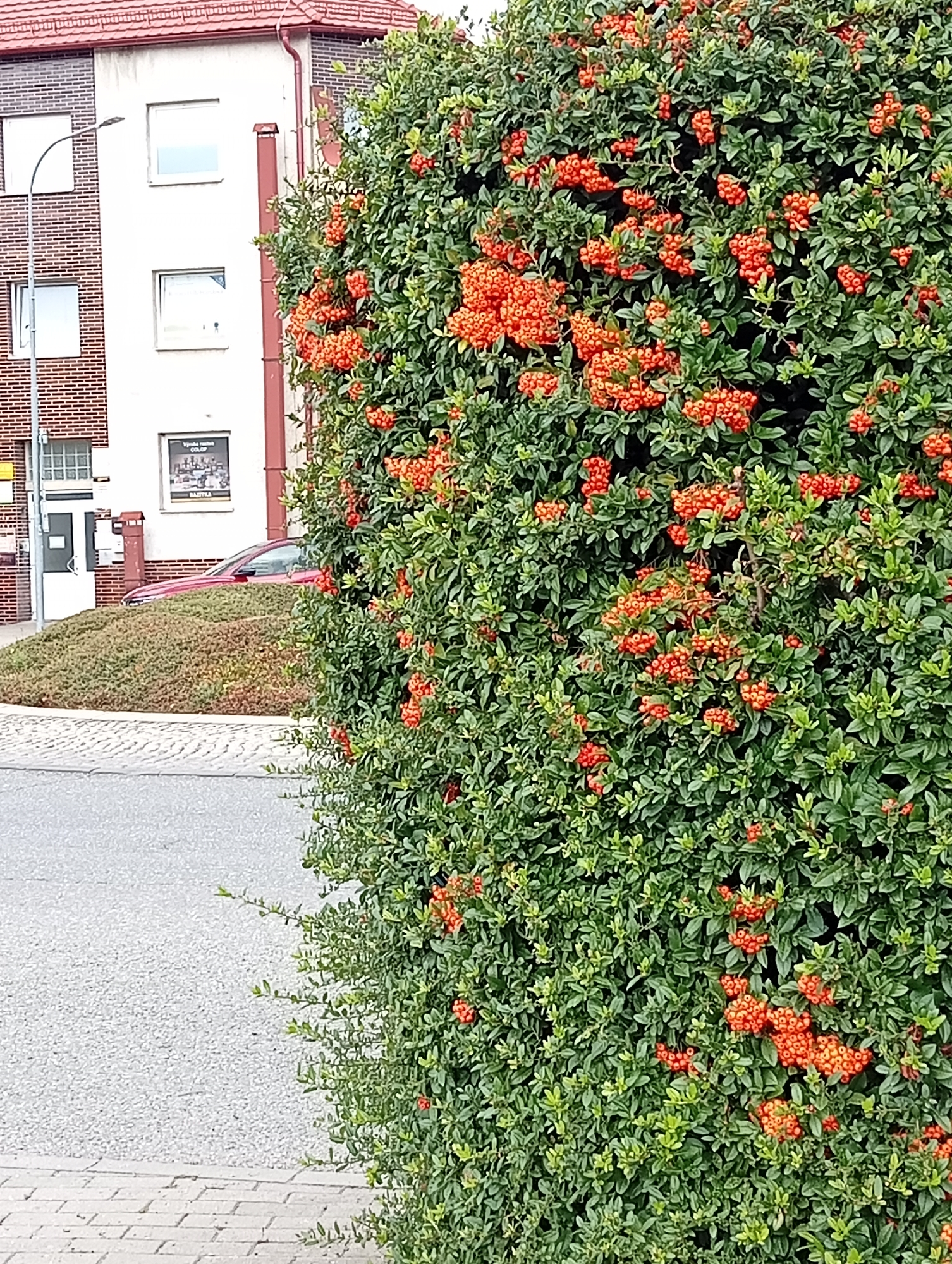 The image captures a dense, green bush laden with bright orange berries, dominating the foreground and right side of the frame. In the background, a light-colored building with red-tiled roofing is partially visible, featuring multiple windows and a brick facade on the left side. A streetlamp with a curved arm stands near the building. A red car is parked on the road in front of the building. A gently sloping, overgrown shrubbery bed is situated between the road and the building. The foreground also shows a paved sidewalk composed of rectangular stones and a grey asphalt road. The scene appears to be an outdoor urban or suburban setting, likely in Tišnov, Czechia, given the architectural style and general environment.