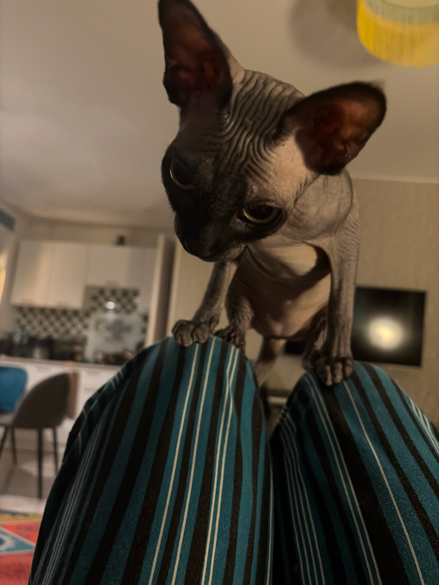 A Sphynx cat is perched on the knees of an unseen person, looking down. The cat has grey, wrinkled skin and large, dark eyes. The person is wearing striped pajama pants in shades of blue and black. The background is out of focus, showing a dimly lit room with what appears to be a kitchen counter and cabinets. The overall lighting suggests it is nighttime or indoors with artificial light. The scene is likely in a residential setting. This image does not contain enough information to determine its location in the city of Arkhangelsk, Russia.