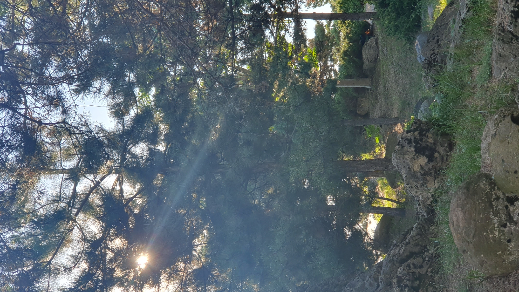 The image depicts a sun-dappled forest scene with large rocks scattered across the foreground. Sunlight streams through the pine trees, casting rays of light and creating shadows. The ground is covered in dry grass and some patches of green. The trees are tall and dense, with some appearing to be pine trees due to their needles. The rocks are varied in size and texture, with some appearing mossy and weathered. The overall impression is of a natural, somewhat wild outdoor environment. The location is the city of Ust-Labinsk, Russia.