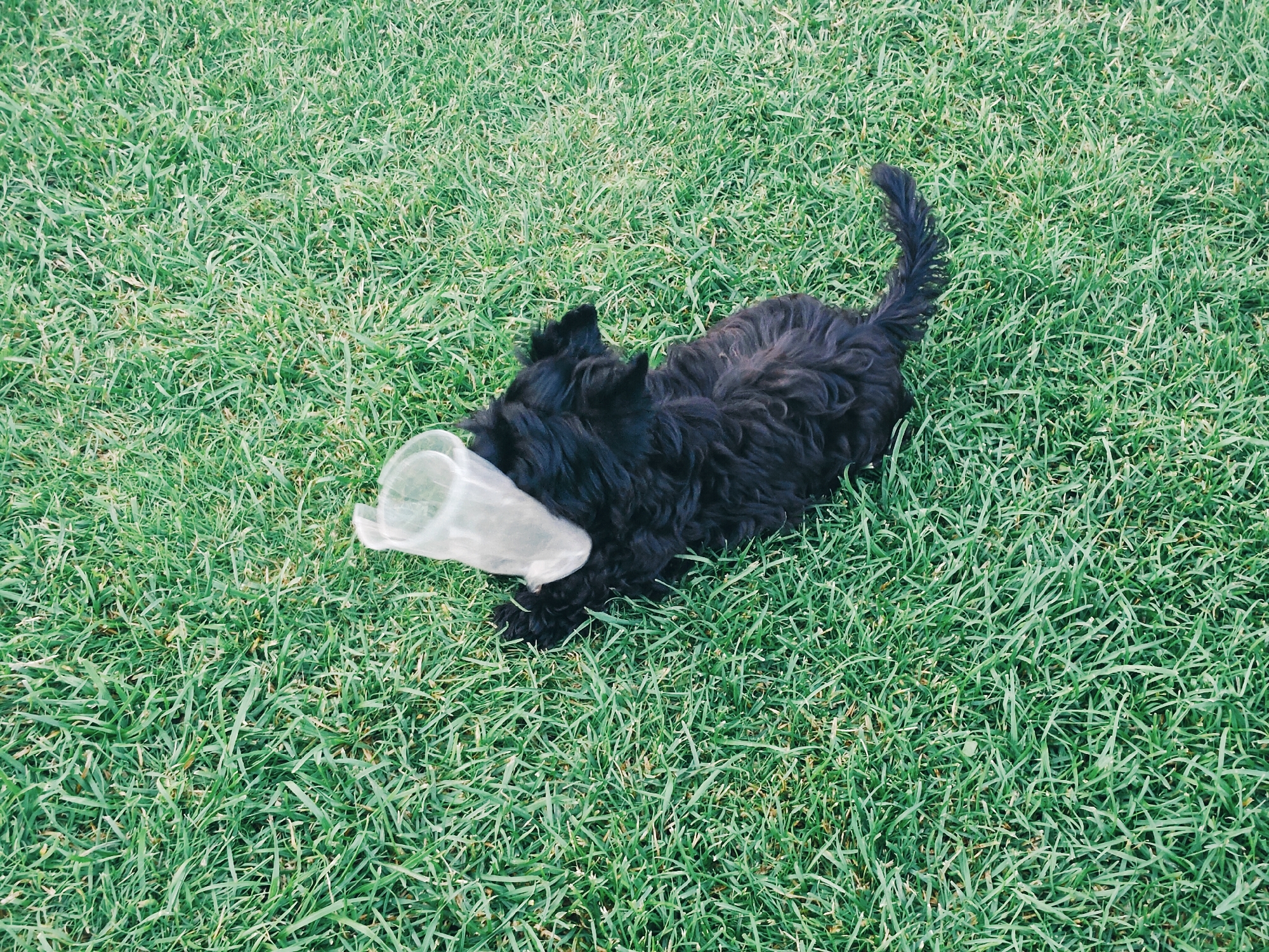 A black, curly-haired dog with a plastic cup on its head is on a patch of green grass. The dog is facing left, with its head down and its mouth slightly open. The cup is clear and slightly crinkled. The grass is short and evenly cut, with some dry blades mixed in. The image is taken from a high angle, looking down on the dog and the grass. No specific location in the city of Подстёпки, Russia, can be determined from the image.