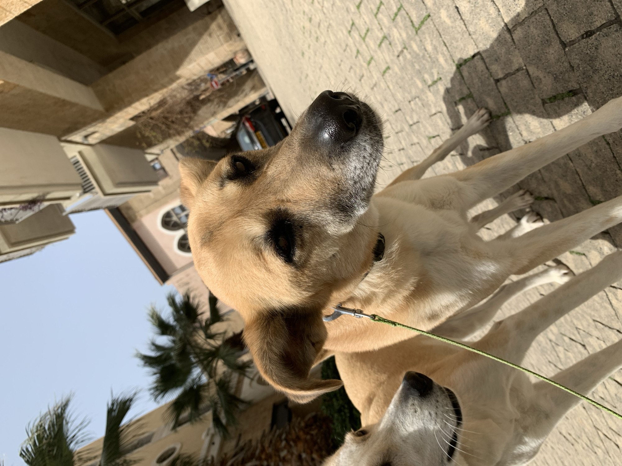 The image shows two dogs on a leash, likely in Tel-Aviv, Israel. The foreground dog is light brown with a black nose and appears to be looking upwards. Another dog, partially visible, is off-white with a grey nose and is near the first dog. The dogs are standing on a paved surface. In the background, there are buildings, palm trees, and a blue sky. A car is visible in the background.