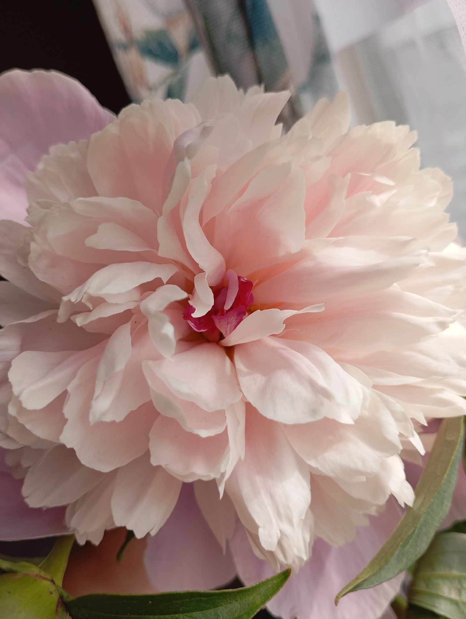 The image is a close-up, macro photograph of a light pink peony flower. The petals are delicate and layered, with a deeper pink or magenta center visible. The flower is predominantly in focus, showcasing the intricate details of its structure. In the background, there is a blurred element that appears to be a sheer curtain with a patterned design, suggesting an indoor setting. The lighting is soft, highlighting the textures of the petals. There are no people or discernible urban elements; the scene is solely focused on the bloom and its immediate surroundings. The image does not contain any information that would allow for the identification of its location within the city of Фоки, Russia.