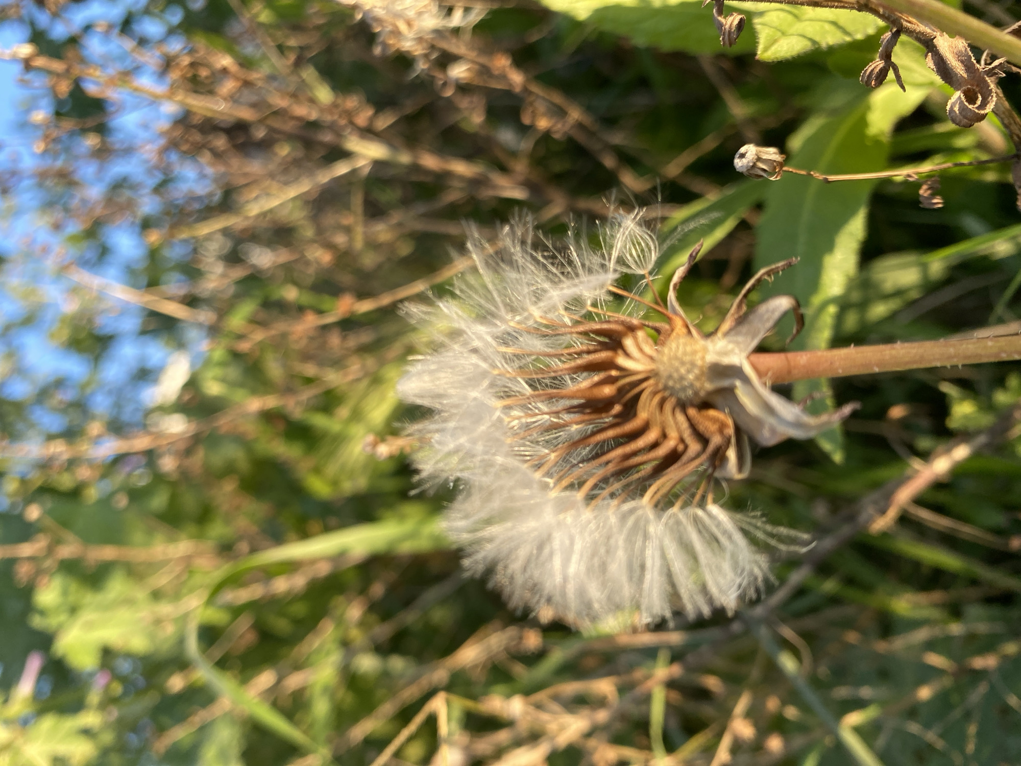 The image shows a dandelion in its seed dispersal stage, with some seeds still attached, growing among other plants and grasses. The seed head is brown and ribbed, with some remaining white, fluffy seeds extending outwards. The stem is visible, appearing slightly bent. The background is blurry, showing green vegetation and hints of a blue sky. The image appears to have been taken outdoors, likely in a grassy area. It is not possible to confirm it was taken in Alanya, Turkey.