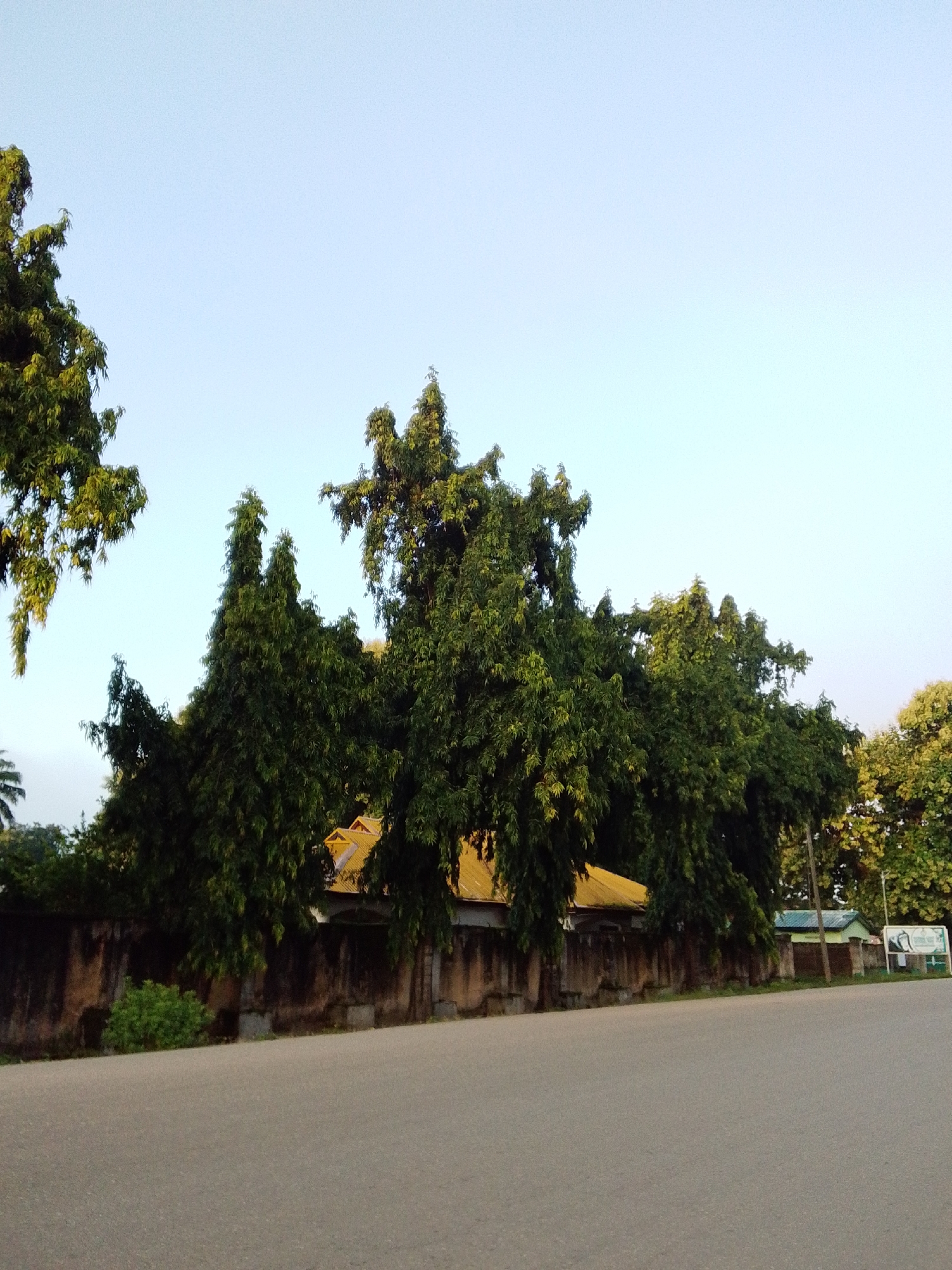 A street view with lush green trees in the foreground and middle ground. Behind the trees, a weathered, dark brown wall runs horizontally across the frame, with some green shrubbery to the left of the wall. A building with a yellow, angled roof is partially visible behind the trees and wall. Further to the right, a smaller building with a turquoise roof can be seen, along with a white sign featuring some text and an image. The sky above is a pale, clear blue, with the sun likely low on the horizon given the lighting. The foreground is a grey asphalt road. The image is captured from a low angle, looking up towards the trees and buildings.