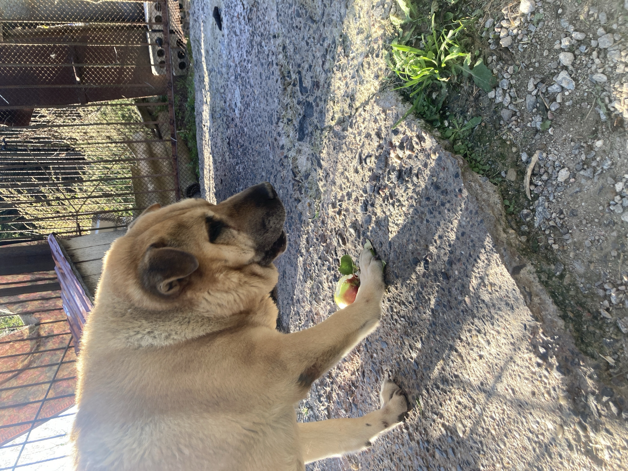 In Матыкальскі сельскі Савет, Belarus, a light brown dog with dark markings on its face stands on a concrete surface. The dog is looking down at a red and green apple near its paws. The ground is covered in gravel and small stones. In the background, there is a rusty metal fence and a wooden structure with a corrugated metal roof. Sunlight casts shadows on the ground.