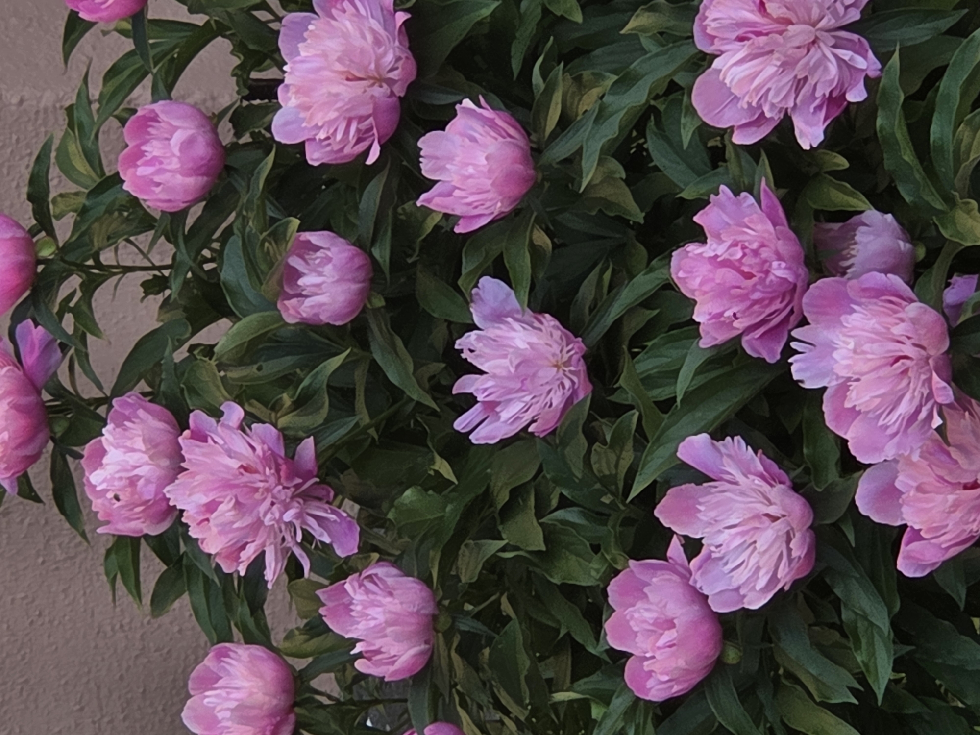 A close-up, vertical shot showcases a dense cluster of pink peonies against a muted, textured background. The flowers are the dominant subject, varying in their stage of bloom, with some fully open and others in bud. Their petals are a vibrant pink, with some exhibiting lighter shades and deeper folds. Lush green foliage provides a backdrop, interspersed with the flowers. The lighting appears soft, creating subtle shadows and highlighting the delicate textures of the petals. The background is a neutral, slightly rough surface, possibly a wall, which does not distract from the floral arrangement. There are no people or animals visible in the frame. The scene evokes a sense of natural beauty and abundance.