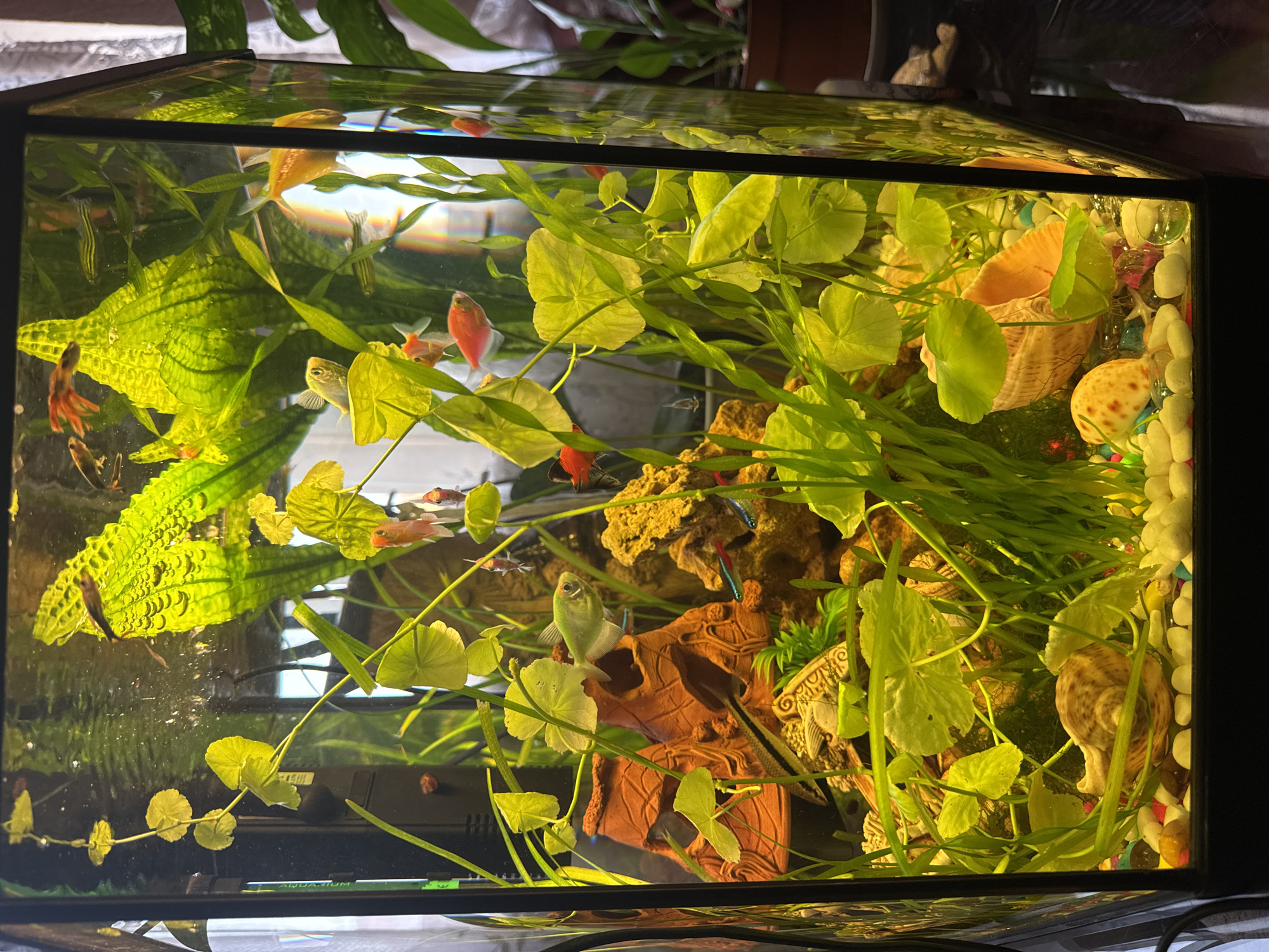 The image depicts an illuminated aquarium filled with clear water, vibrant green aquatic plants, small colorful fish, and decorative elements. The aquarium is situated on a dark surface, likely a table, with a blurred background suggesting an indoor environment. Several species of fish are visible, including small orange, red, and striped varieties, as well as at least one larger pale green fish. Among the aquatic plants, some have round, lily-pad-like leaves, while others are tall and grass-like. Decorative items include a large orange ceramic castle-like structure, rocks, and a large seashell. The substrate is composed of small, multi-colored pebbles and larger white stones. There is no indication of the location being in the city of Mykolaiv, Ukraine.