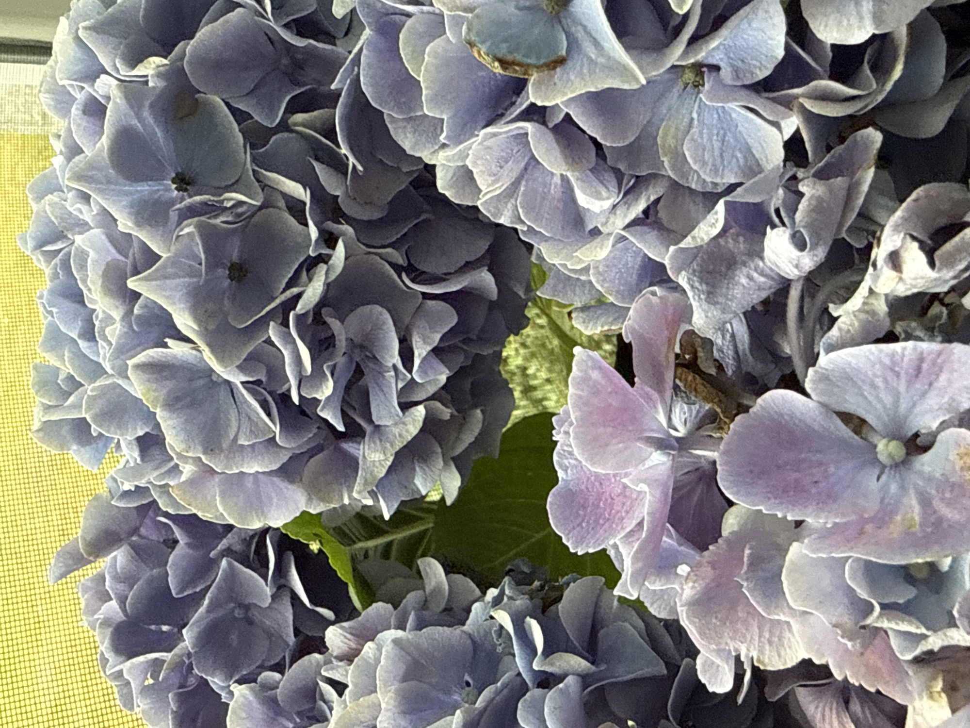 The image shows a close-up view of a cluster of blue and purple hydrangeas. The flowers are densely packed and their petals are layered and ruffled. Some of the petals show hints of pink and white, and a few have slight browning. In the background, a yellow, grid-like pattern is visible, possibly a window screen or a textured wall. A patch of dark green foliage is also present among the flowers. The lighting appears to be natural, casting subtle shadows and highlighting the textures of the petals. No people or specific landmarks in Bad Sachsa, Germany are discernible in the image.