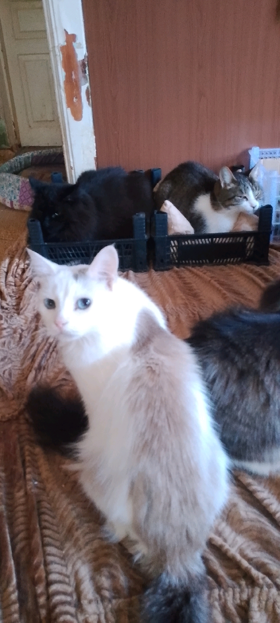 A low-angle shot captures four domestic cats in a room, on a patterned brown blanket. In the foreground, a white and grey cat with blue eyes sits facing left. Behind it, a black cat is partially visible. In the background, two cats are nestled in black plastic crates. One is black, and the other is a tabby with white markings. The room's walls are a reddish-brown, and a white door with peeling orange paint is visible on the left. The overall scene suggests a casual domestic setting in Belgorod, Russia, with the cats in various states of repose.