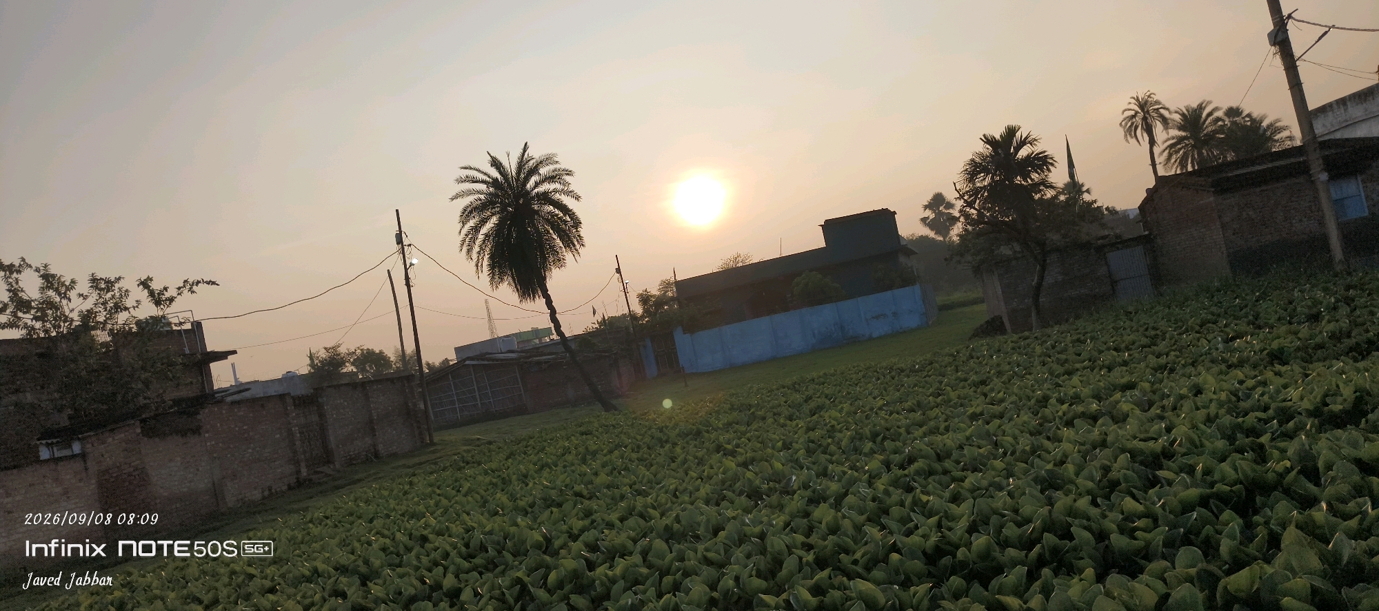 In Bahera, India, at 08:09 on September 8, 2026, a tranquil scene unfolds. A vast expanse of lush green water hyacinths dominates the foreground, their leaves glistening under the soft glow of a rising sun. The sun, a bright orb, hangs in the pale sky, casting a warm light over the landscape. In the middle ground, a tall, slender palm tree stands silhouetted against the sky, its fronds reaching upwards. Behind it, a building with a blue facade stands partially obscured by a large, dark green tree. A brick wall runs along the left side of the image, separating the water hyacinth field from a paved area with a few small structures. Two utility poles with wires crisscross the sky, adding a touch of man-made presence to the otherwise natural setting. The overall impression is one of peace and serenity, a quiet moment captured in a rural Indian village.