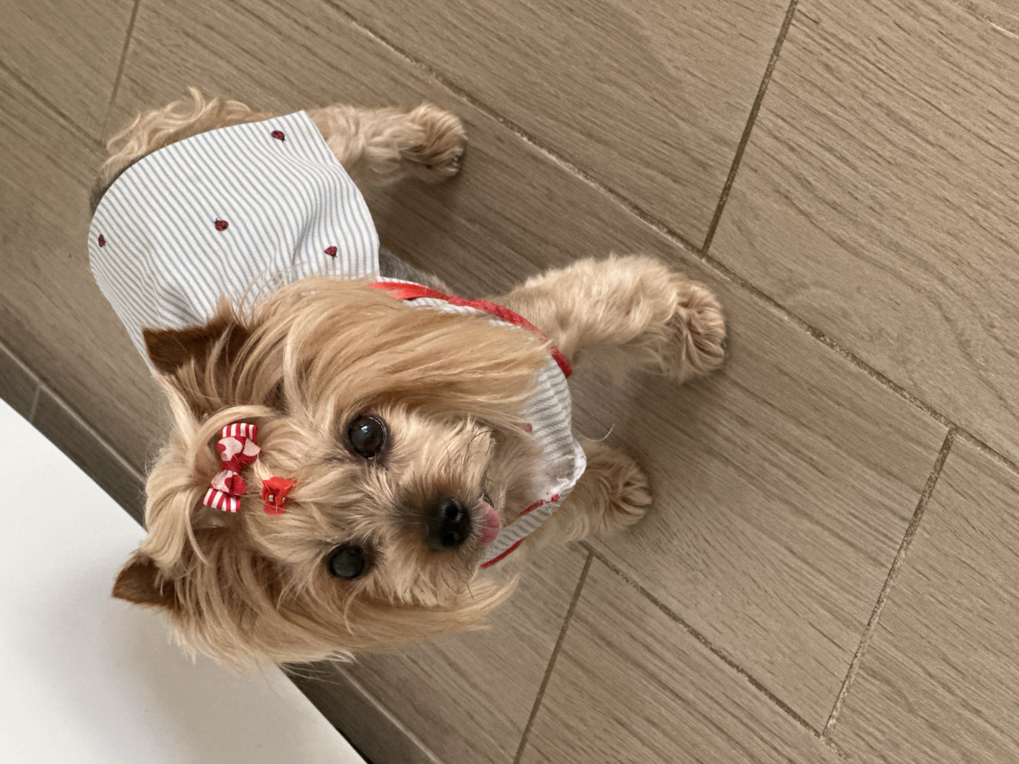 A light-brown, small, long-haired dog with a bow in its hair is lying on a light-brown tile floor and wearing a blue-and-white-striped garment with small red accents. The dog is looking up at the camera with its tongue slightly visible. The background consists of the tiled floor and a white object in the lower left corner. The image does not contain any information that could associate it with the city of Sofia, Bulgaria.