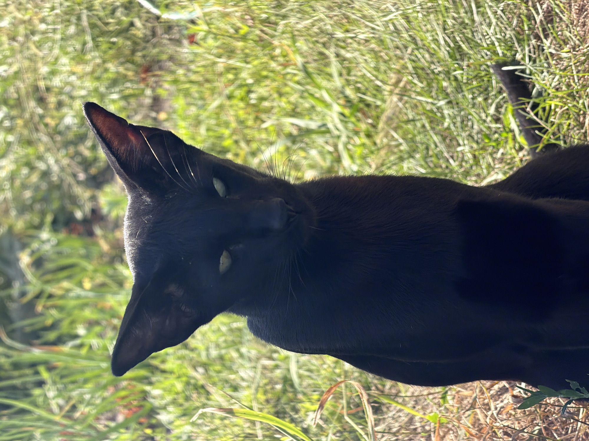 A sleek, black cat with large, pointed ears and green eyes sits in a grassy area, its gaze directed slightly downward and to the side. The cat is positioned centrally in the frame, with its body extending out of view at the bottom. The background is filled with out-of-focus green grass and some dry, brown foliage. Sunlight illuminates the cat from the side, highlighting the texture of its fur and the sharp angles of its ears. The overall impression is one of a creature observing its surroundings in a natural, outdoor setting. The image does not contain any information that would allow for its localization in Novosibirsk, Russia or any other specific city.