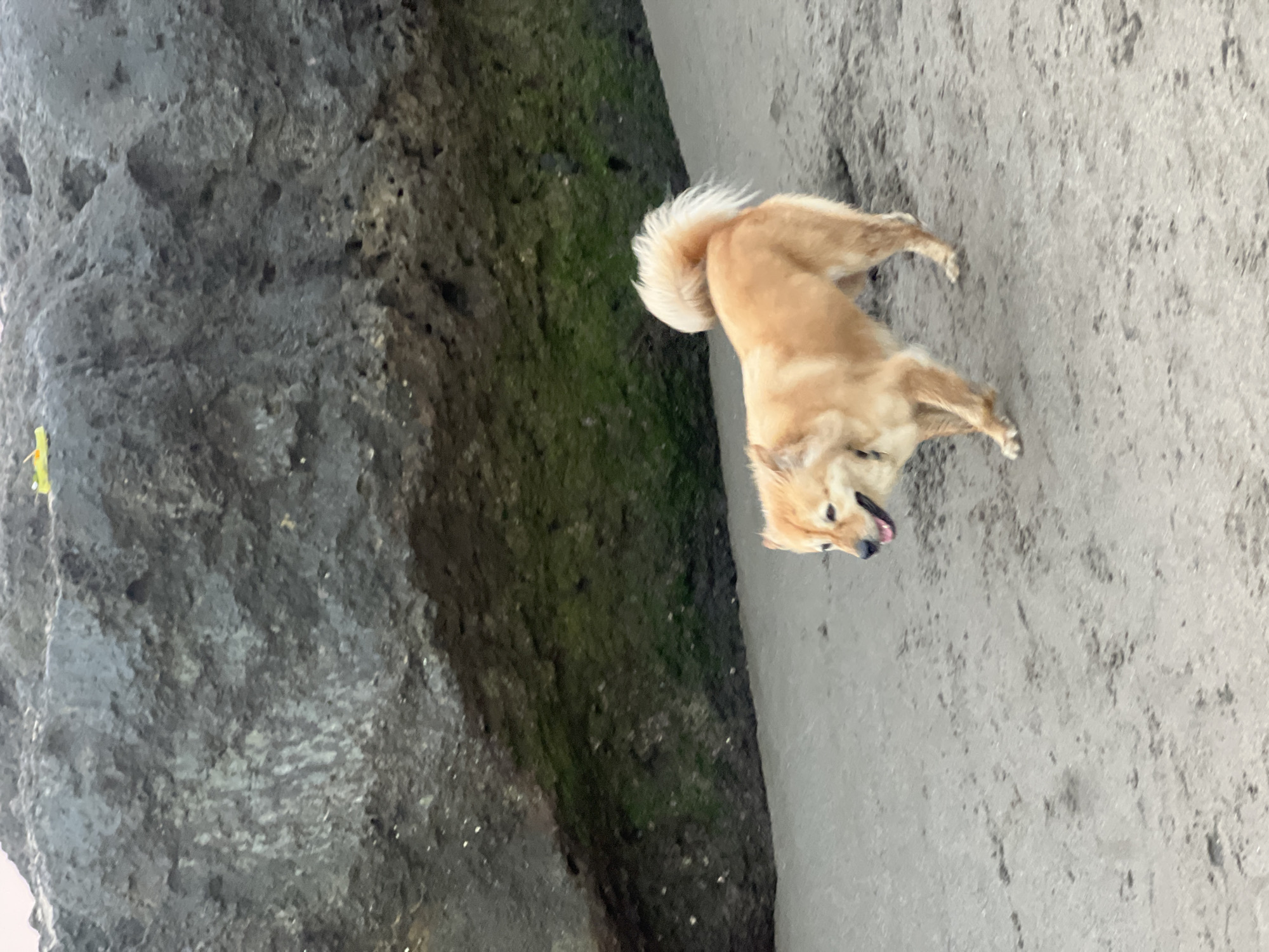 An orange dog with a fluffy tail walks on a sandy beach. Behind the dog is a large, rough, gray rock formation with patches of green moss. The sky is not visible. The scene appears to be a natural coastal environment in the city of North Kuta, Indonesia.