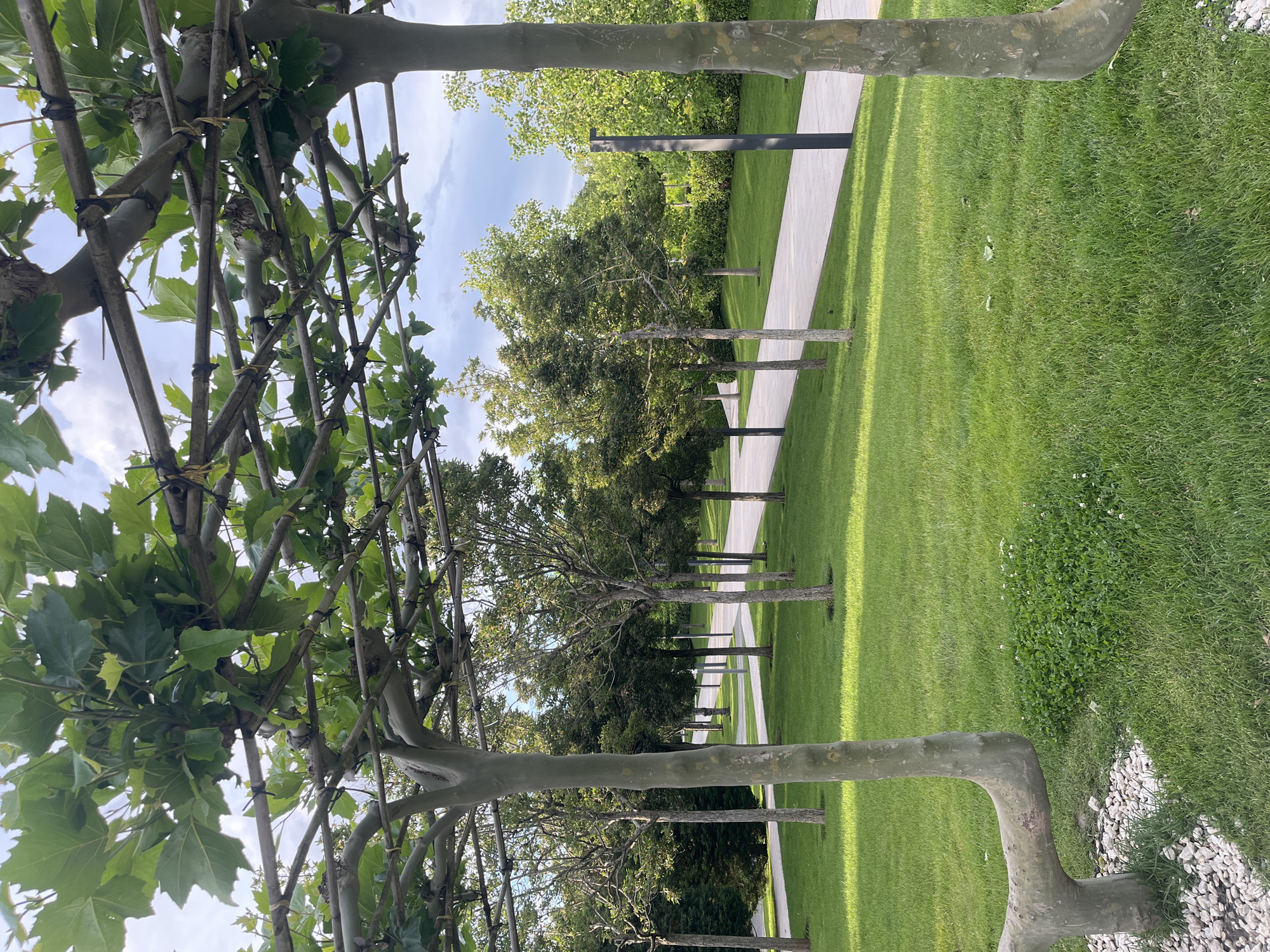 The image shows a row of trees trained along a trellis system, creating a shaded walkway in a park or garden setting. A paved path runs parallel to the trees. There is green grass between the path and the trees and in the background. In the background, there are also other trees. The light suggests it is daytime. There are no people visible in the image. The location is Krasnodar, Russia.