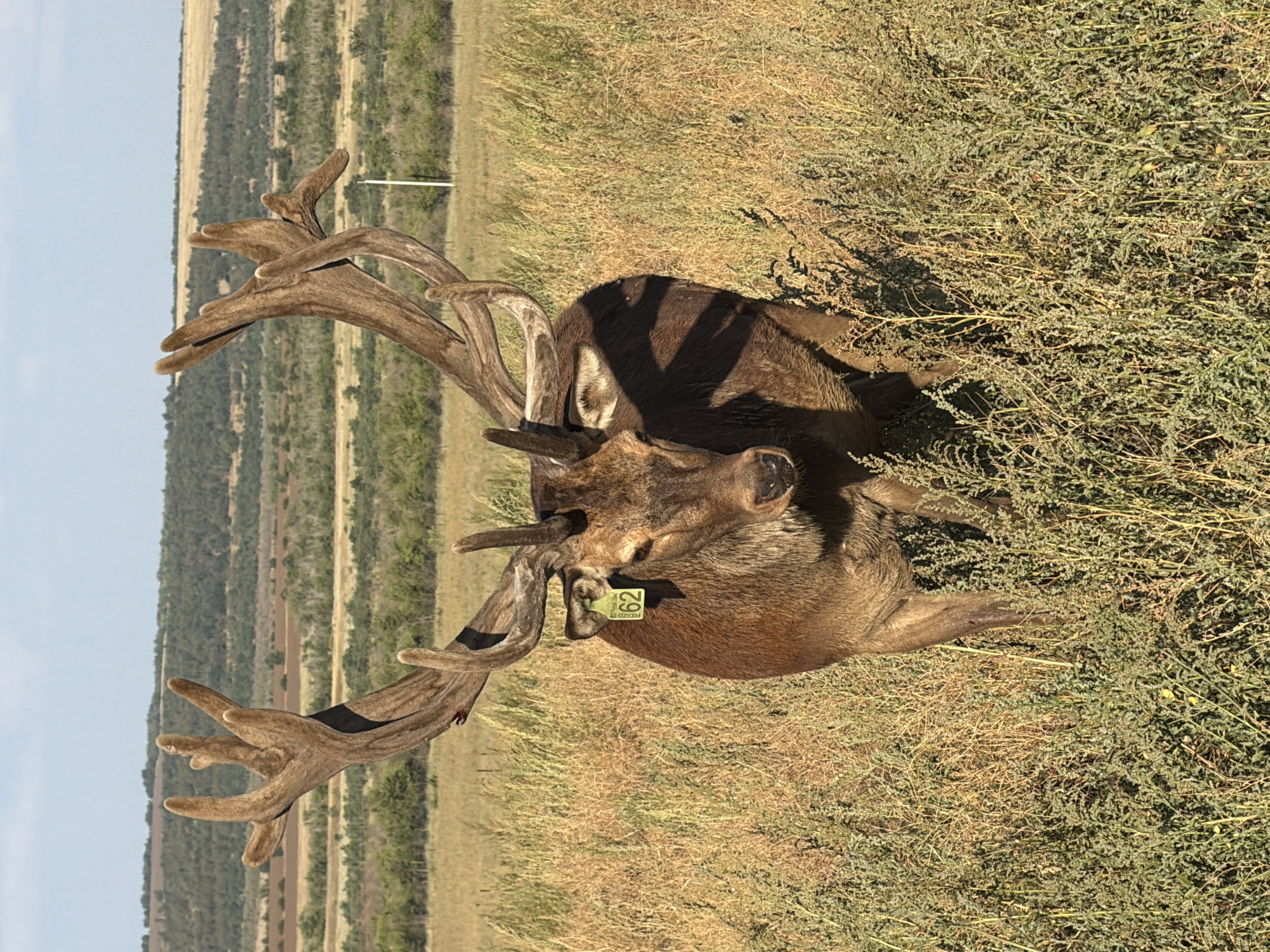 An adult red deer with large, brown antlers stands in a field of tall, dry grass under a partly cloudy sky. The deer is facing the camera and has a yellow tag with the number "62" on its left ear. The background shows rolling hills covered in trees and fields. The location is the city of Gornyi Balyklei, Russia.