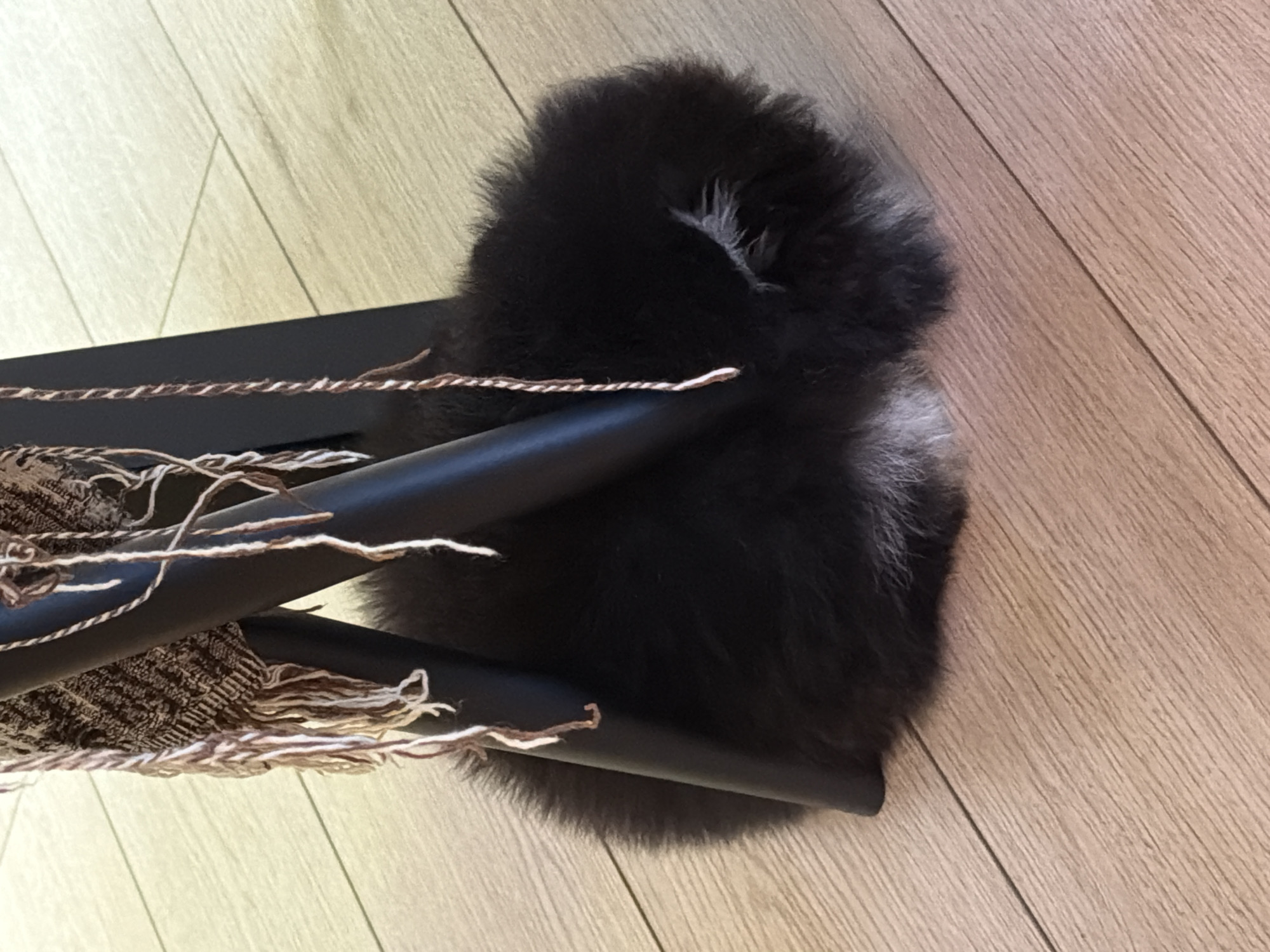 The image shows a black, furry object resting on a light brown, wood-grain floor. The object is positioned near a black, metal stand with fringed trim in shades of brown and white. The location is unknown and no people are visible. The location in Panagyurishte, Bulgaria is unknown, given the available information.