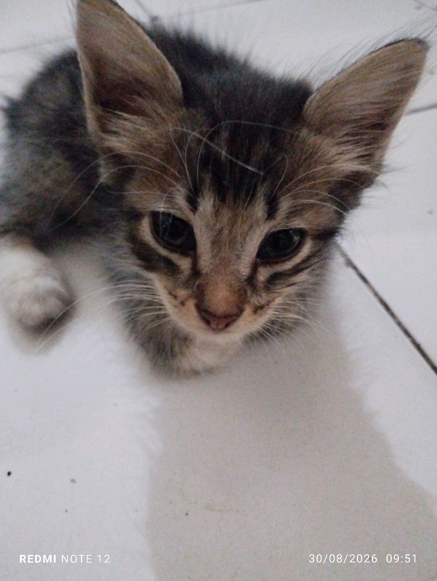 A close-up, eye-level shot focuses on a young kitten with tabby markings and white paws. The kitten has large, expressive eyes and prominent ears. It is positioned on a tiled surface, possibly indoors, as indicated by the floor tiles. The lighting appears to be artificial, casting subtle shadows. The background is out of focus, with no discernible environmental details suggestive of the city of Bekasi, Indonesia, or any specific urban setting. The image's timestamp, "30/08/2026 09:51," indicates a future date and time. The text "REDMI NOTE 12" is present in the lower-left corner, likely a device identifier.