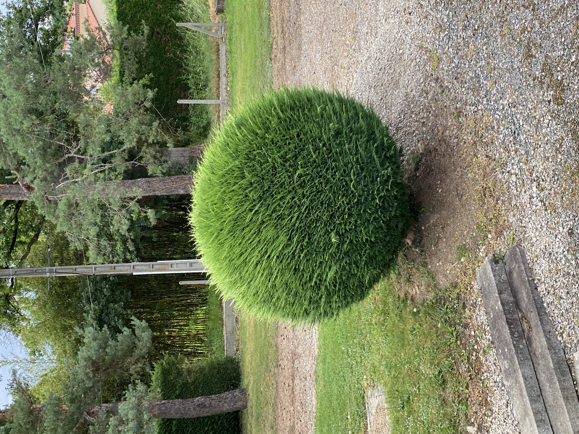 The image displays an outdoor scene, likely a garden or residential area in Courpière, France, under clear daytime conditions. The central and most prominent subject is a large, perfectly spherical bush with dense, vibrant green foliage, meticulously trimmed.
To the right of the bush, a light-colored gravel path or driveway extends into the background. A strip of green grass, with some drier patches, is visible to the left and behind the bush. The background features various trees, including some with visible trunks resembling pines, and a dense grove of tall bamboo stalks providing a lush green backdrop.
Partially visible through the trees in the far background is the terracotta-tiled roof of a house or building. Other visible structures include a metal or wooden frame, possibly part of a fence or gate, in the left background, and a horizontal crossbar (potentially from a utility pole or a gate) spanning the mid-ground. In the lower right corner, two parallel concrete or stone blocks rest on the gravel. No specific activity is taking place, and there is no visible text. The scene suggests a well-maintained and tranquil environment.