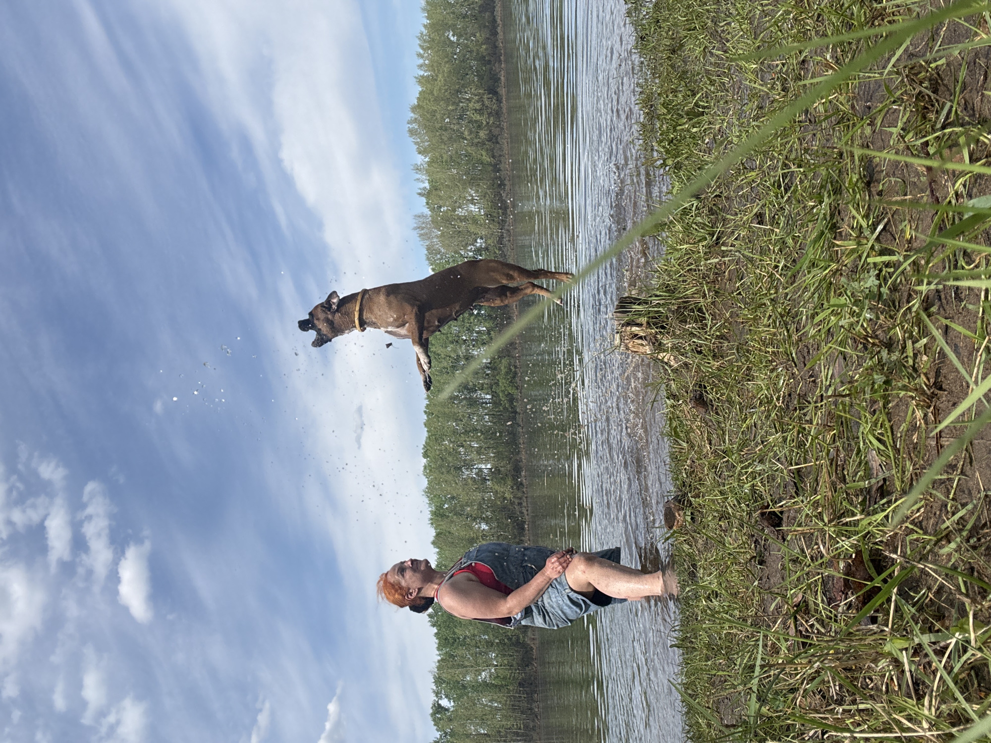 A dog is jumping into a body of water, while a person stands in the water, looking up at the dog. The body of water appears to be a lake, with a wooded shoreline in the background. The sky is partly cloudy. It is a daytime scene. The woman appears to be wearing a red shirt and denim overalls. The dog is brown. The location is unknown and cannot be determined based on the image.