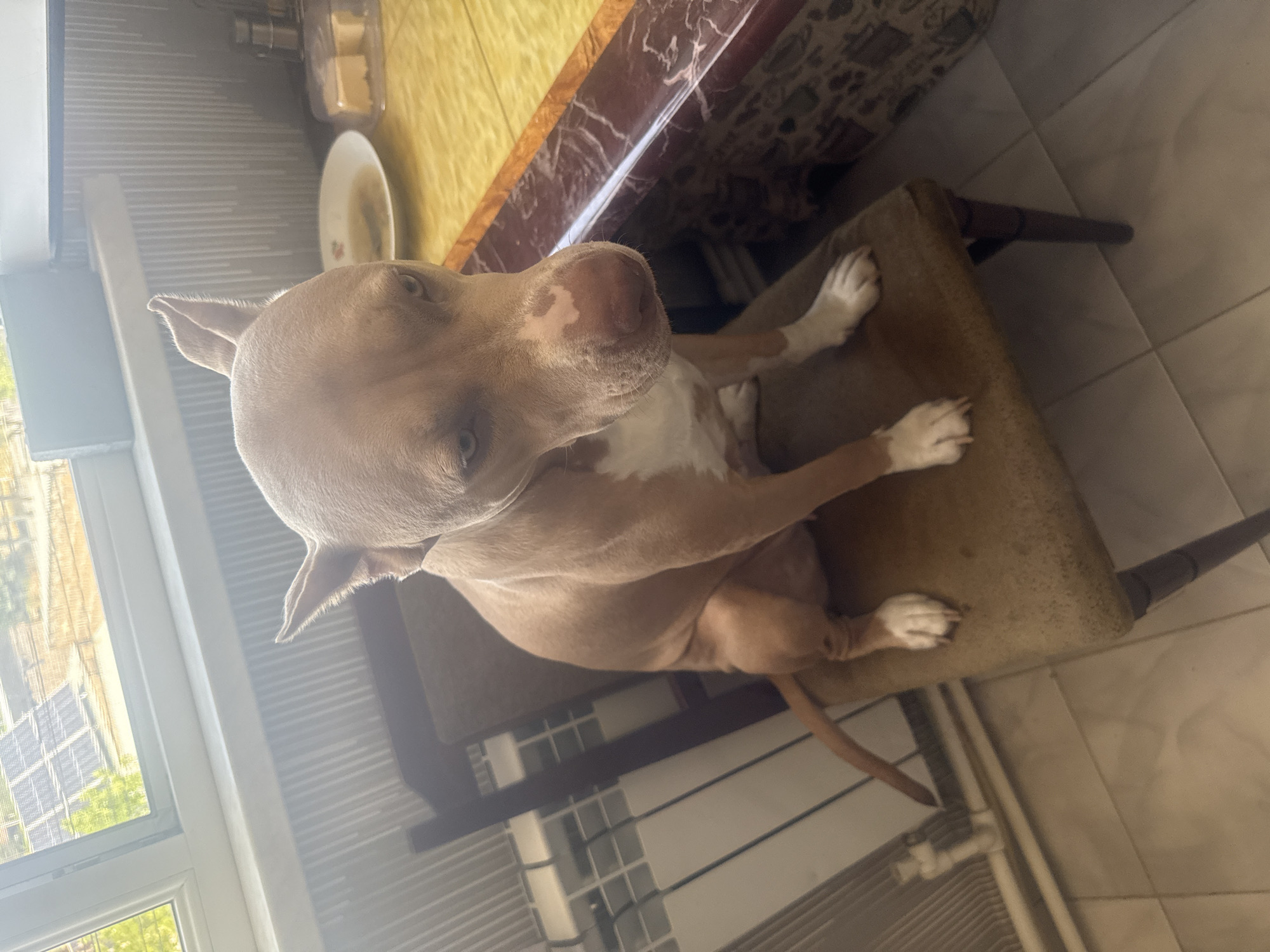 A light brown pit bull dog sits on a dark brown chair in what appears to be a kitchen. The dog has white markings on its chest and paws. It is looking down and to the right with a slightly sad expression. Behind the dog, a window with solar panels is visible. A yellow table with a marble-patterned edge is to the right of the dog. A plate and a container of butter are on the table. The floor is tiled. The image is an indoor shot, possibly taken in Metsamor, Armenia.