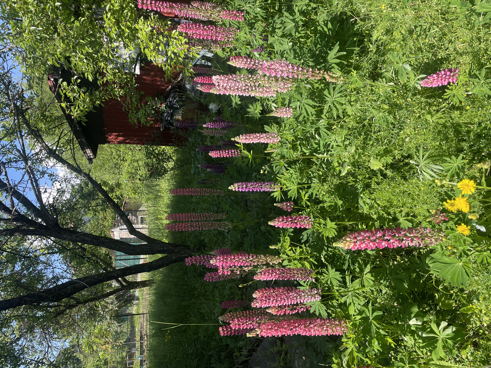 In Rudartsi, Bulgaria, a sun-drenched scene unfolds in a lush garden. Dominating the foreground are tall, vibrant pink lupine flowers, their spires reaching towards the sky. Interspersed with them, smaller yellow wildflowers add pops of contrasting color to the verdant landscape. Behind the flowers, a dark-barked tree stands guard, its branches casting dappled shadows. To the right, a rustic red wooden shed peeks through the foliage, hinting at human presence. The background reveals more greenery, including a glimpse of a fence, suggesting a domestic setting. The sky above is a brilliant blue, dotted with a few wispy clouds, completing this idyllic image of nature's beauty.