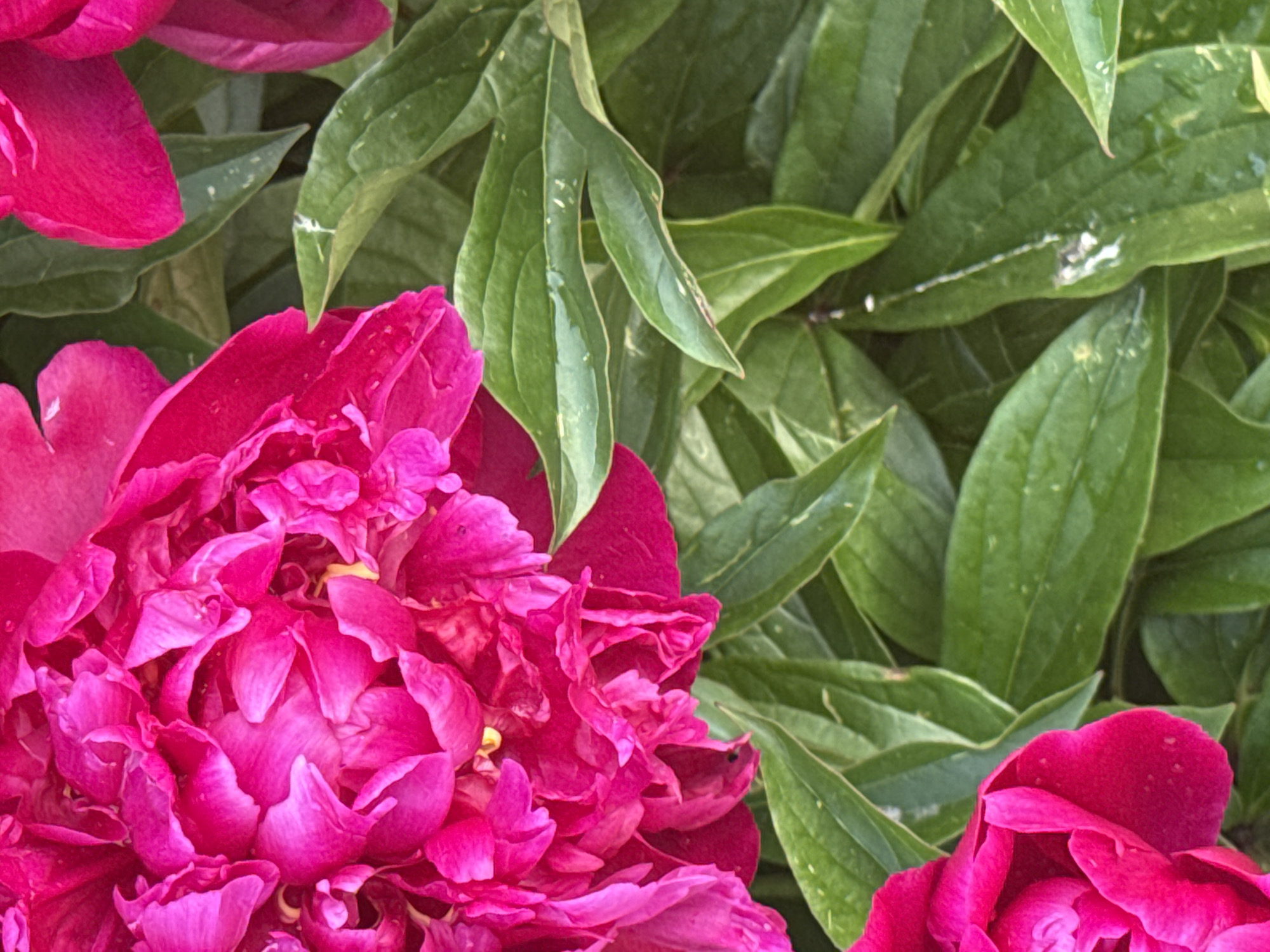 The image shows a close-up view of bright pink peonies and their green leaves. The flowers are in full bloom, with ruffled petals. The leaves are lush and a deep green color. The background is a blur of more green foliage. The scene is likely a garden or park setting. There are no people or any indication of the city of Mayak, Russia.