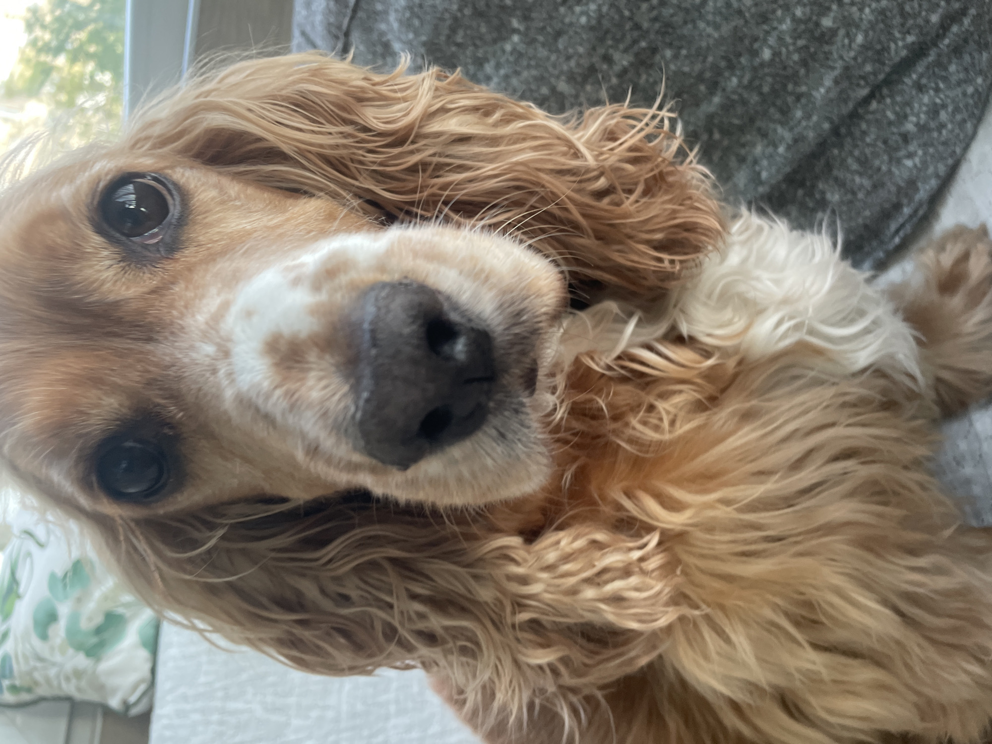 A close-up, slightly angled shot of a Cocker Spaniel dog. The dog has light brown, wavy fur. Its nose is large and black, and its eyes are dark brown. Part of a person’s gray shirt is visible in the background. The location is not identifiable.