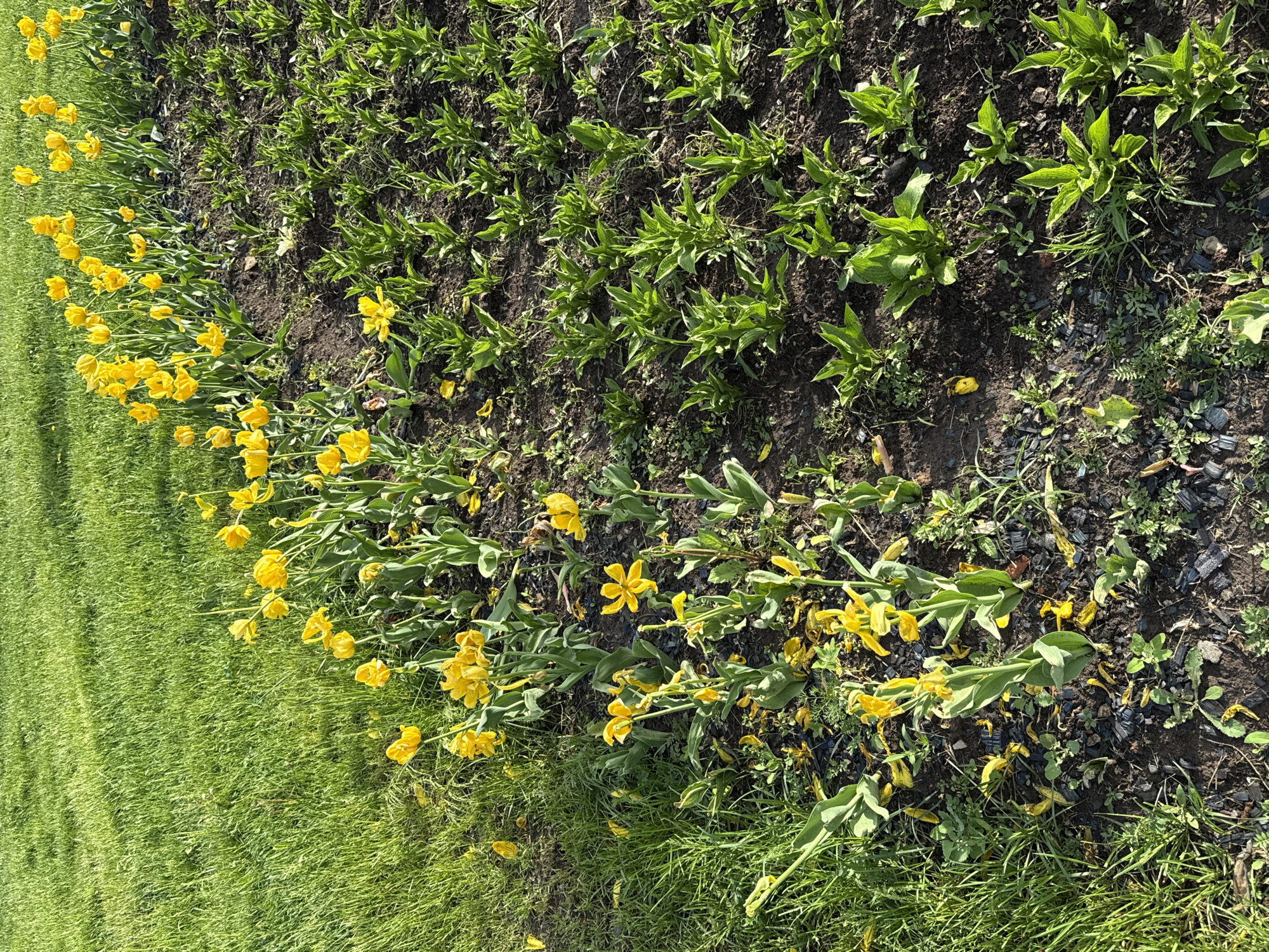 The image shows a flower bed in what appears to be a park or garden. A row of yellow flowers, possibly tulips or daffodils, lines the edge of the bed, bordering a patch of green grass. The flowers are leaning or lying down, some with scattered petals. Behind the flowers is soil with emerging green plants. Some small patches of other green plants are also mixed in the soil. The ground cover is a mix of soil, mulch, and some small weeds. The light suggests it is a sunny day. There's no information to confidently place the scene in Moscow, Russia.
